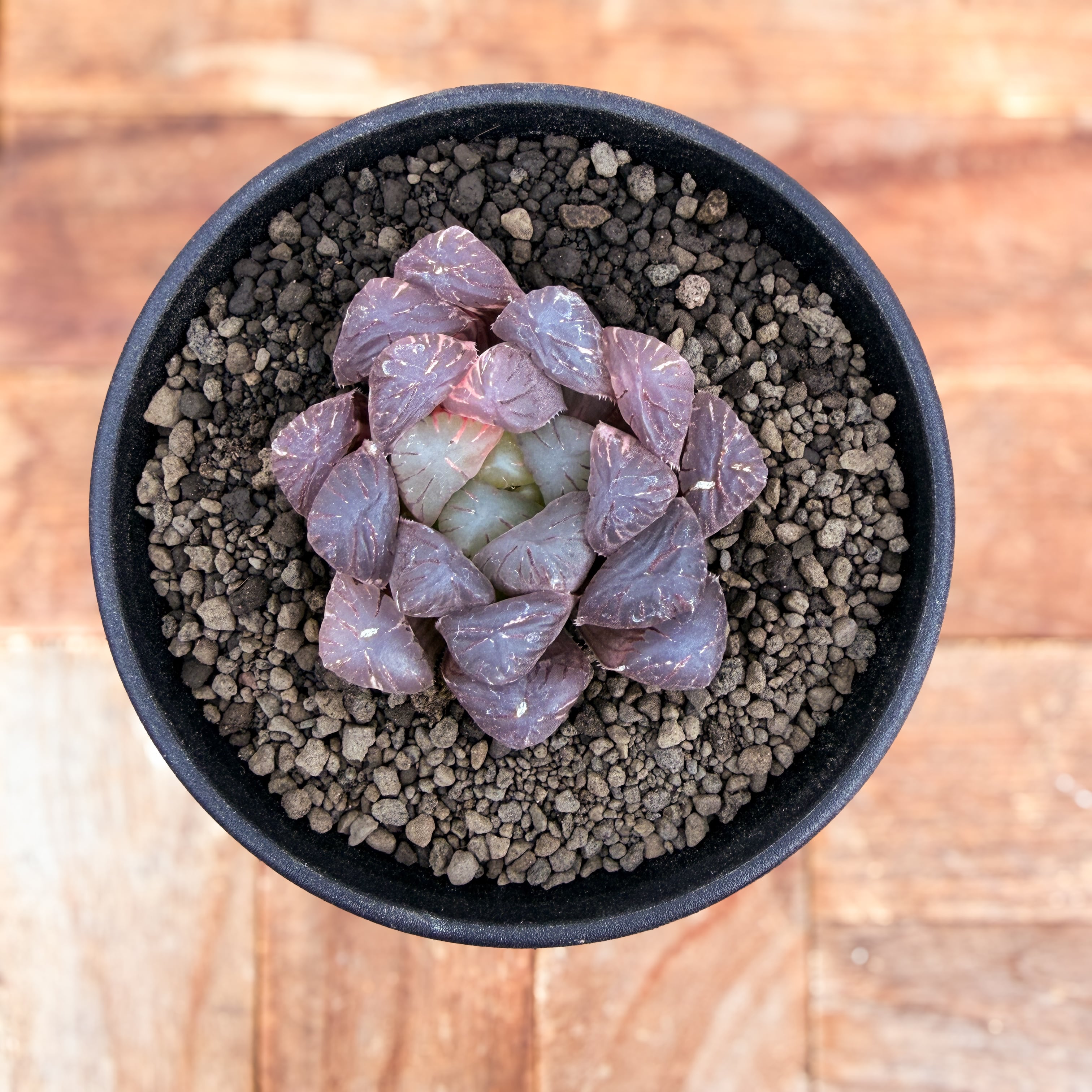 Haworthia【ハオルチア・特選万象・雪紫】 | RIMO'S GREEN 【Saboten