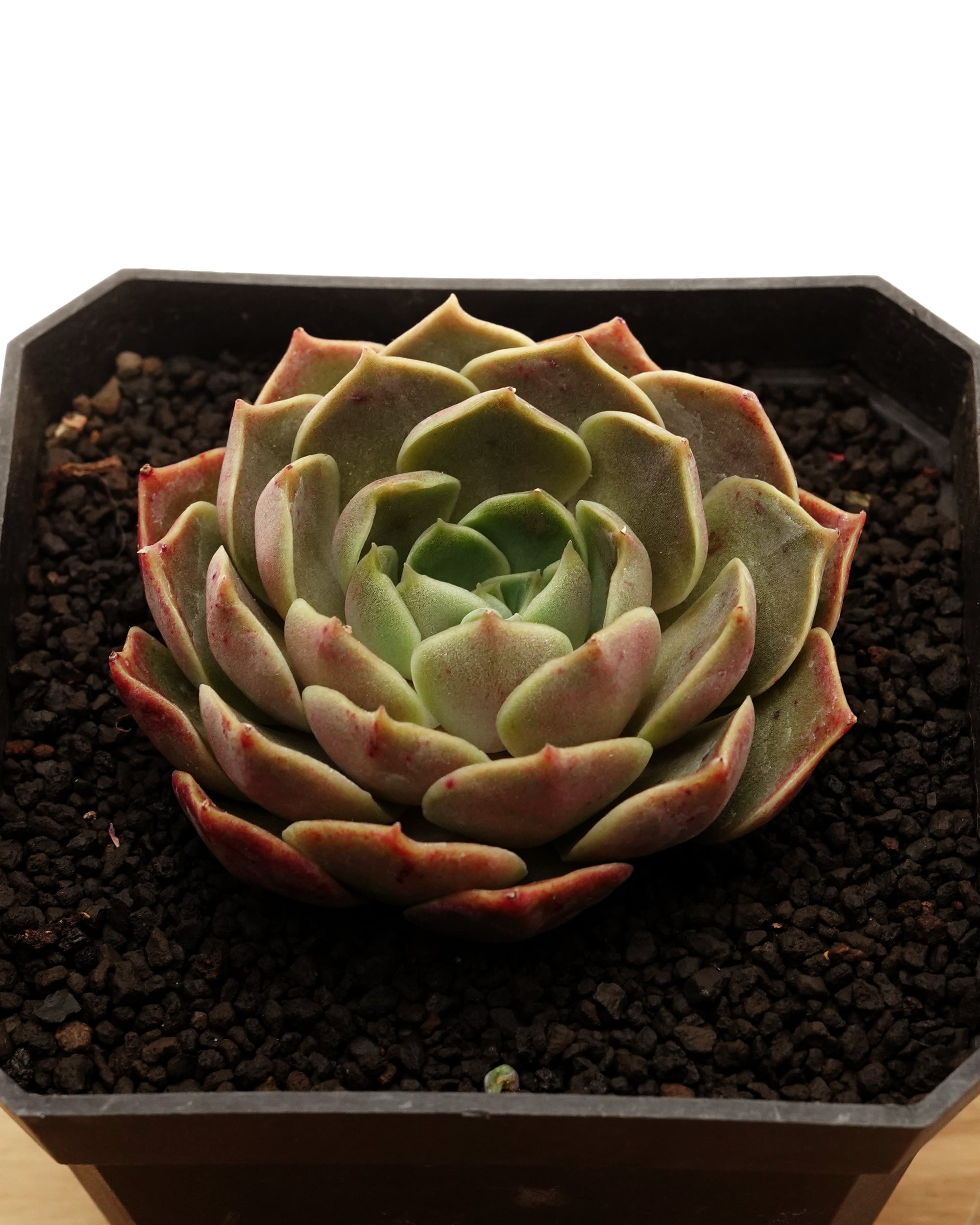 レア種・新品種 | PUKUBOOK SUCCULENTS