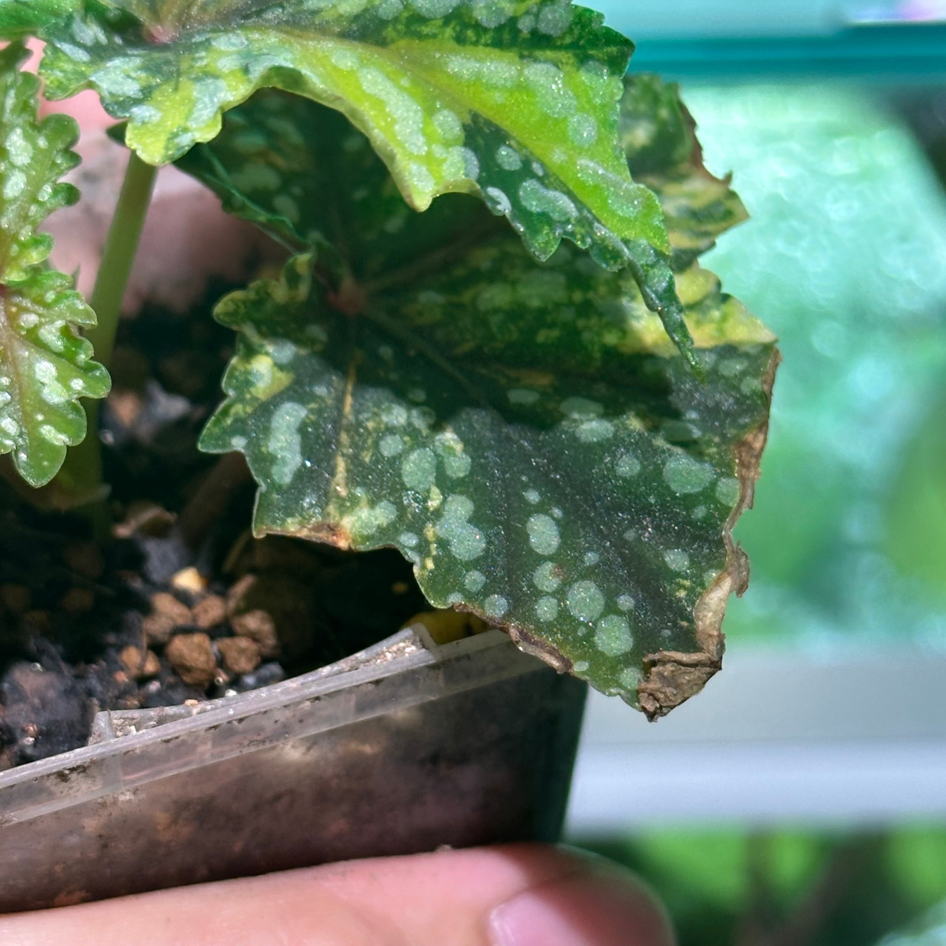 ベゴニア 出雲の煌星 斑入り -Begonia Izumo no Kiraboshi variegated