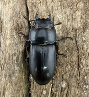 【WF2】《グラキリスノコギリヒラタクワガタ 48mm ペア》