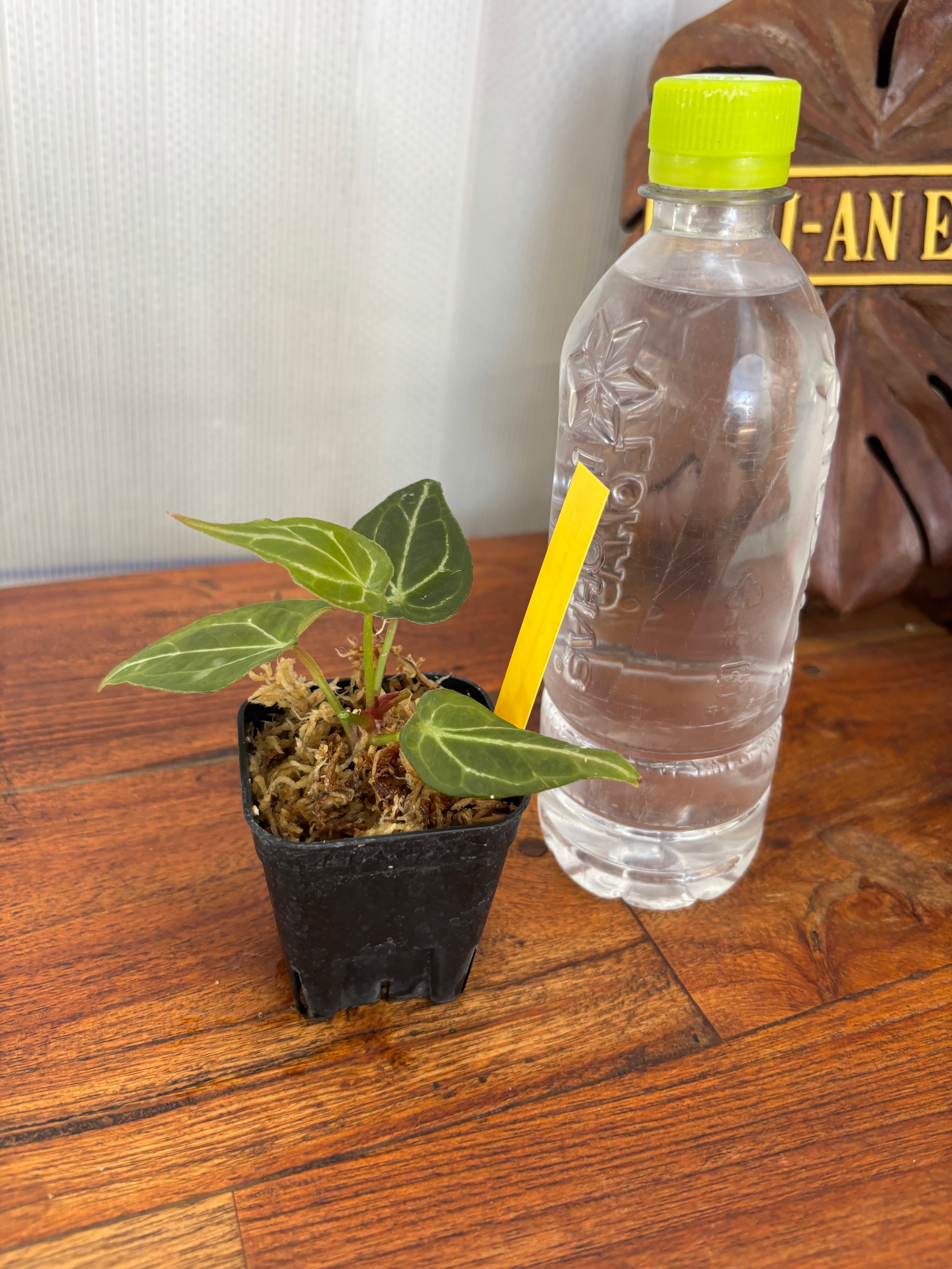 Anthurium | BALI-AN 園芸