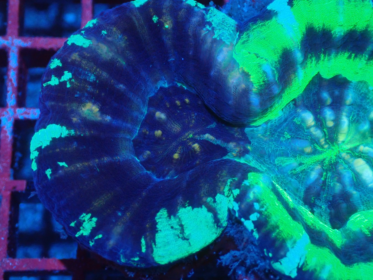 Scolymia HiendUltra AdultChimera