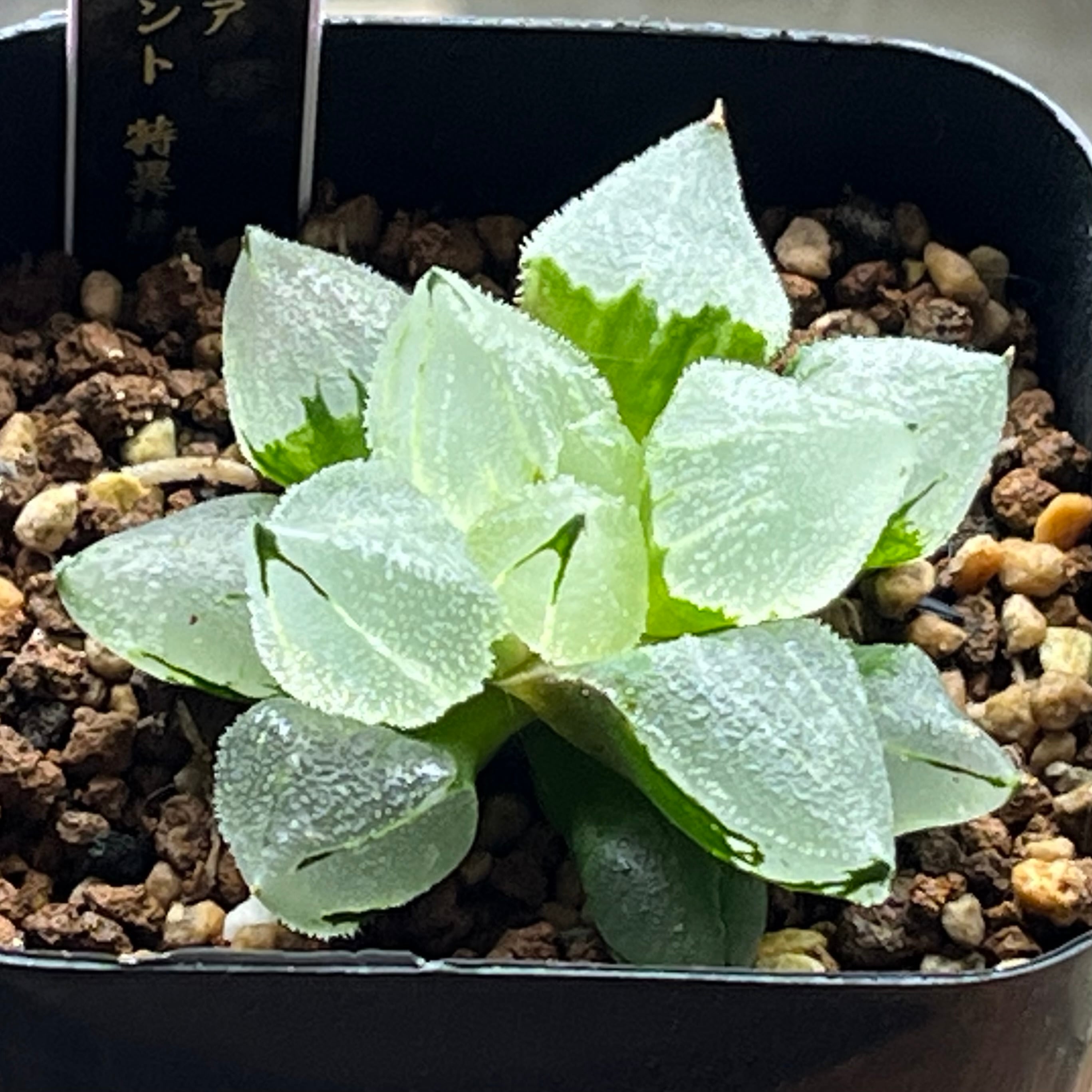 ハオルチア B型コンプトミュータント錦 | mocono_plants