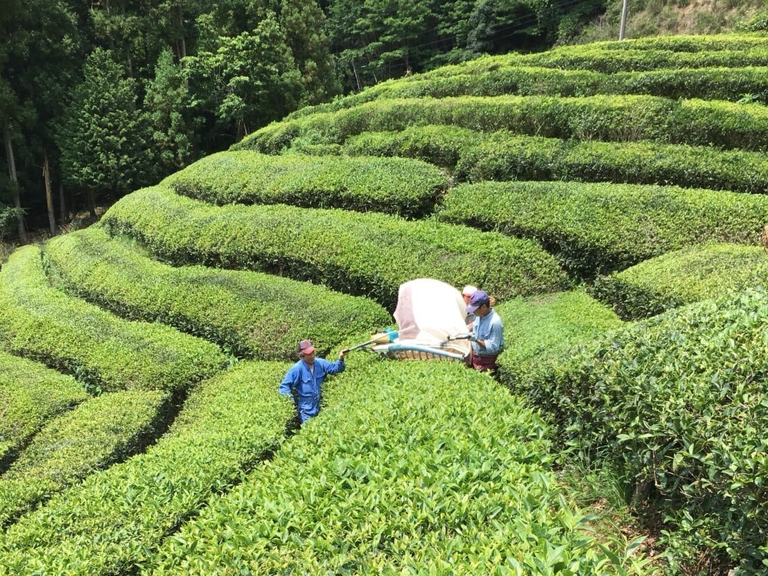 【絆様】専用・茶300g×2袋≪同時購入割特価≫ 佐護茶 ティーバッグ 2.5g×8包 | つしま大石農園
