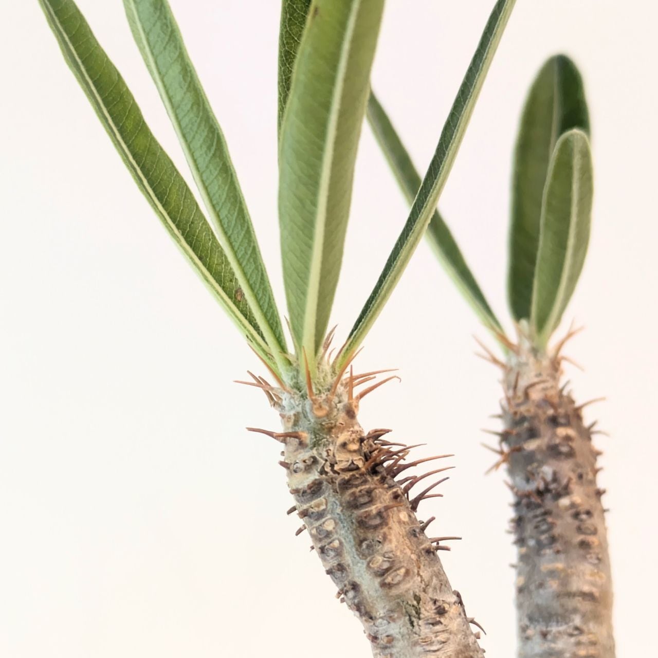 パキポディウム ロスラーツム グラキリス Pachypodium rosulatum var