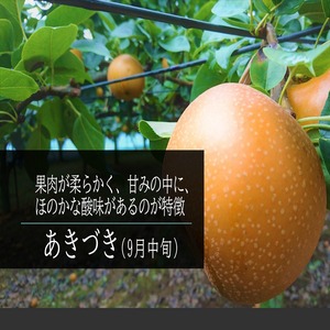 秋月梨 3㎏ (6～8個入) 送料込み　【数量限定】