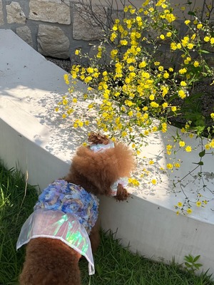 予約【pecoramou select】Festival One Piece/Two Piece set（Blue）