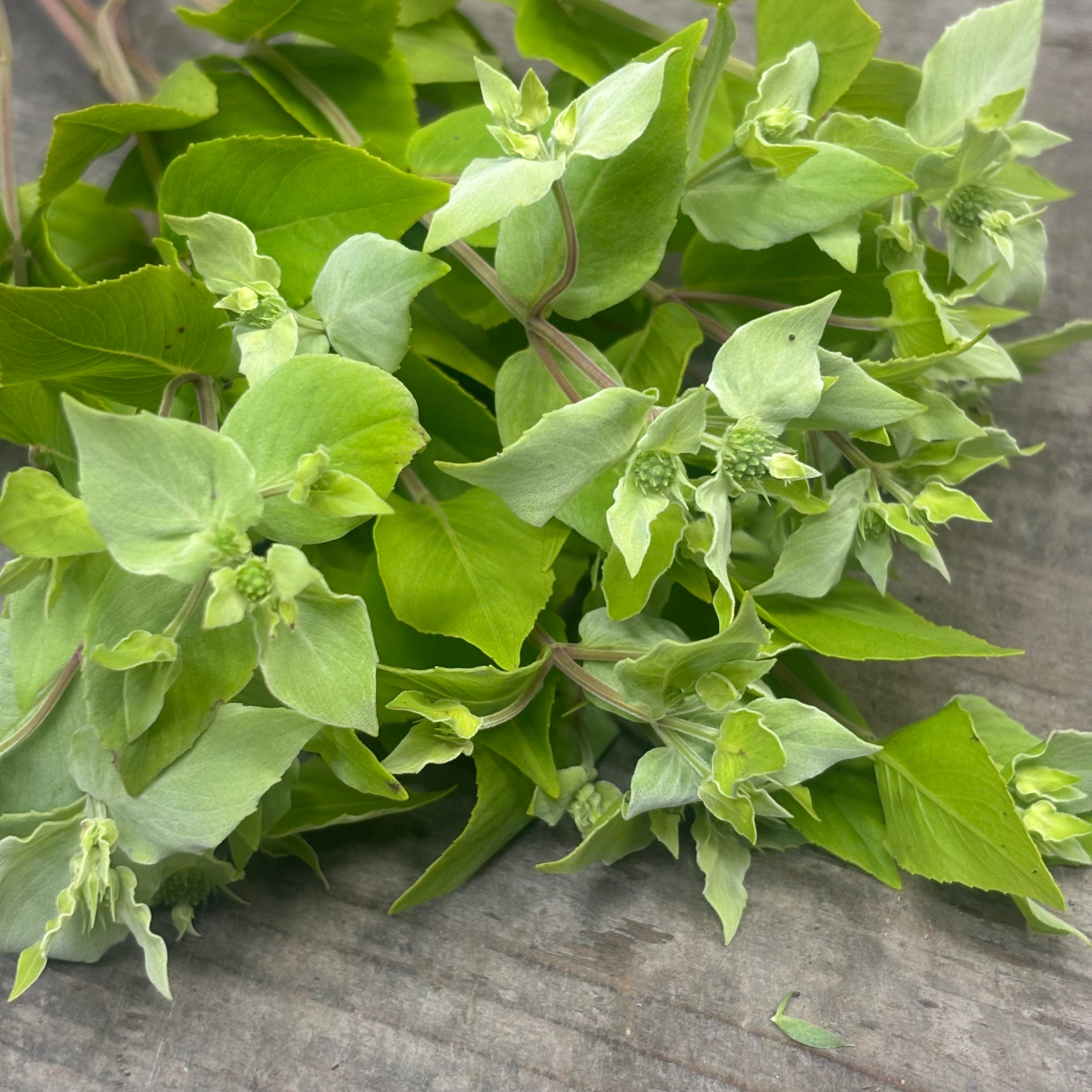 爽やかな香りをお届け 摘みたてハーブ ミントMIX 40本 | 新鮮お花問屋