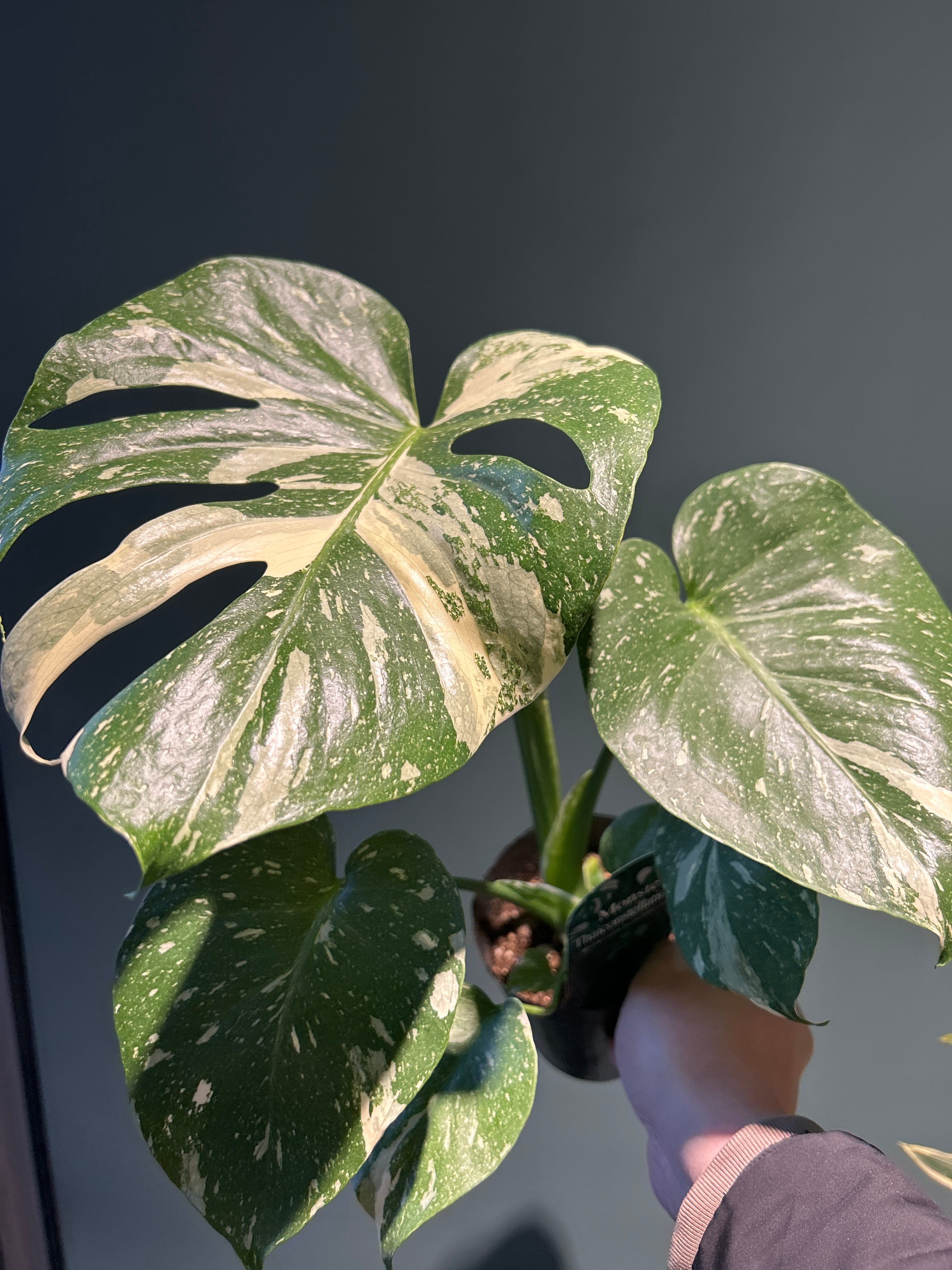 モンステラ 斑入り3.5号 | 植物との暮らし apricot