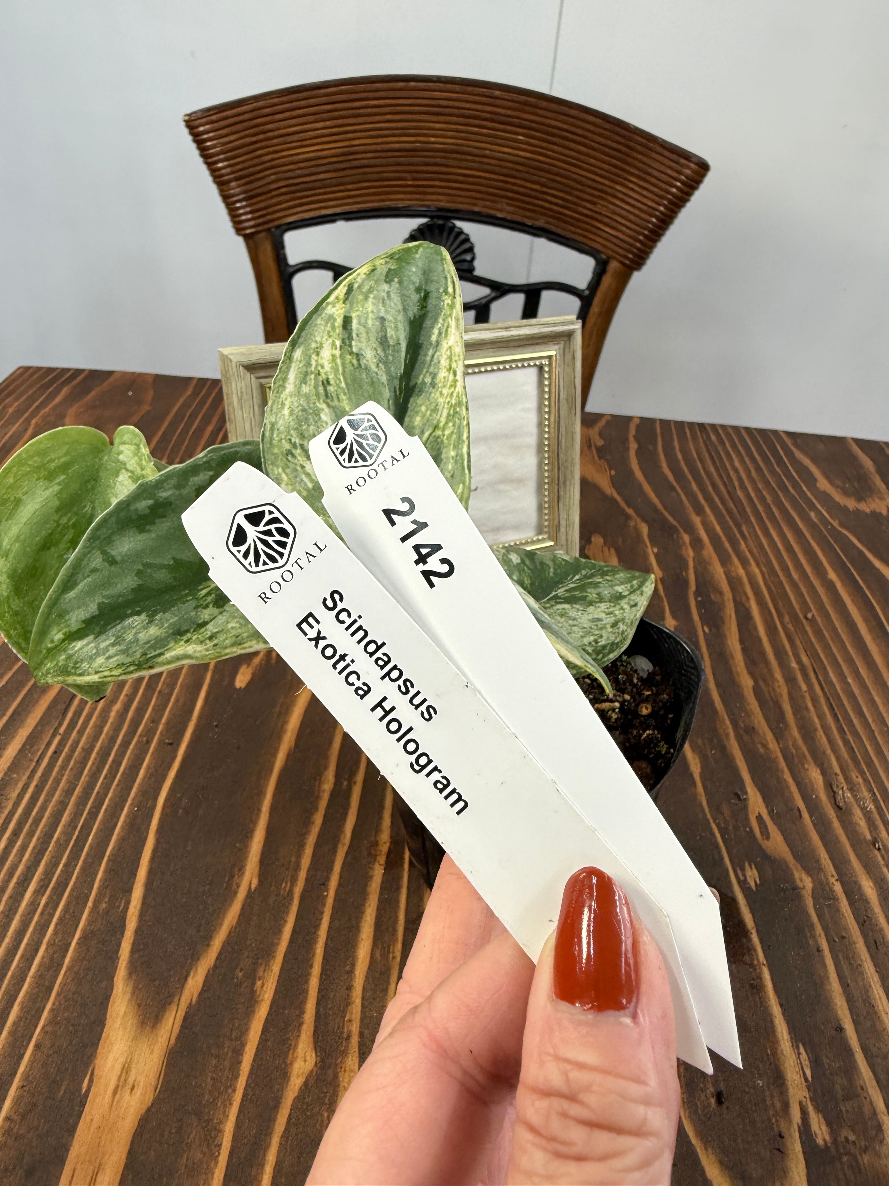 スキンダプサス | ROOTALPLANTS