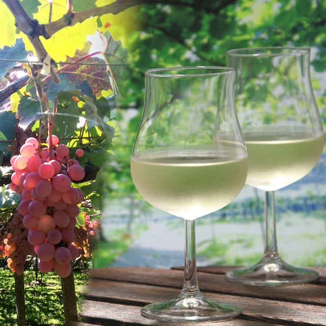 【2回目以降&メンバー様】クラフトワイン<ハーフボトル12本>※9/27(土)収穫体験&試食・ワイナリー見学&試飲・送料込