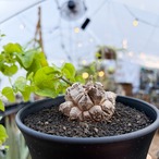 Dioscorea elephantipes【ディオスコレア・亀甲竜】