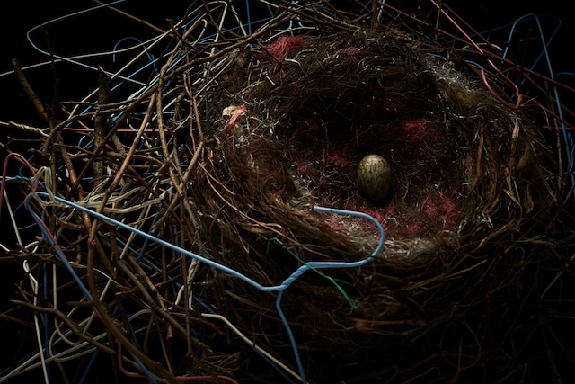 Crows Nest　ワイルドライフフォトグラファー・オブザイヤー入賞・ロンドン自然史博物館展示作品　