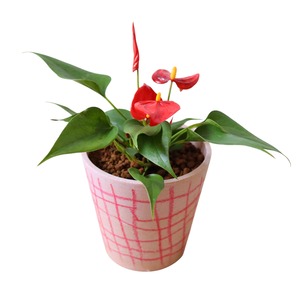 アンスリウム あかね（25cm）