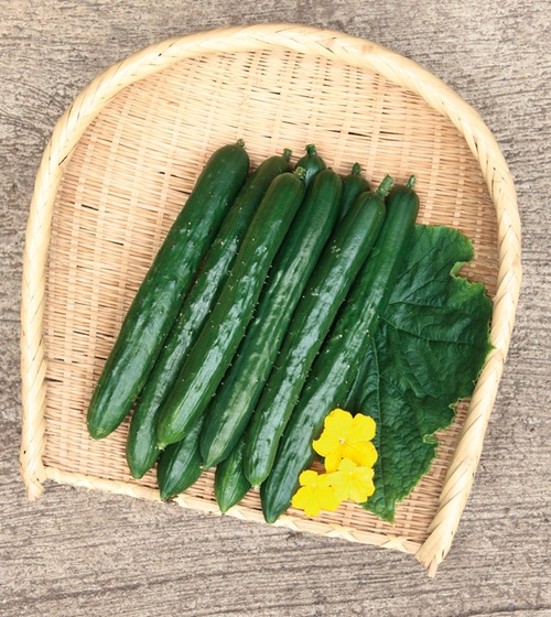 キュウリ「ずーっととれる」（350粒） 画像