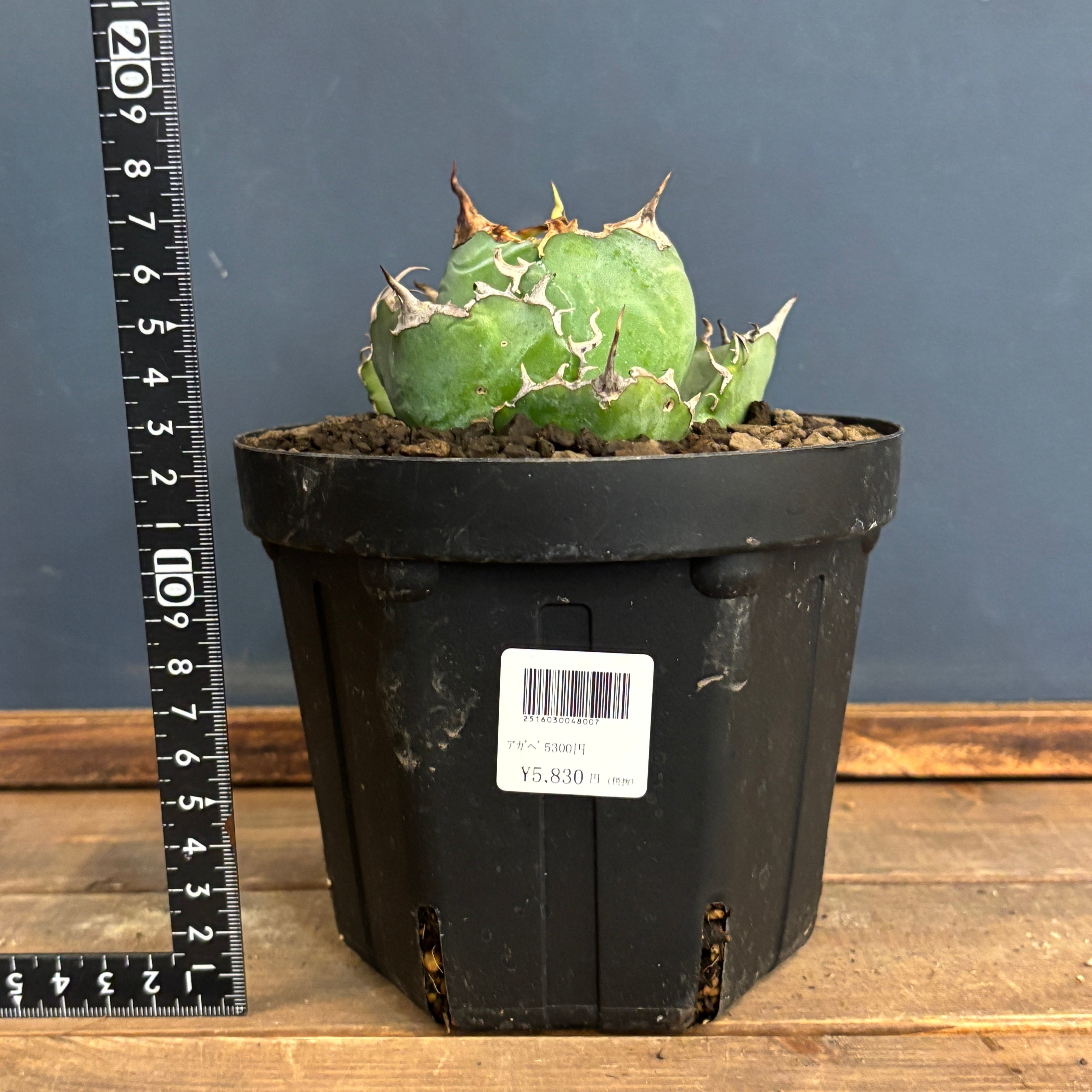 アガベ チタノタ　白鯨 アガベ・チタノタ白鯨（ボールタイプ）中-062｜agave titanota white wh