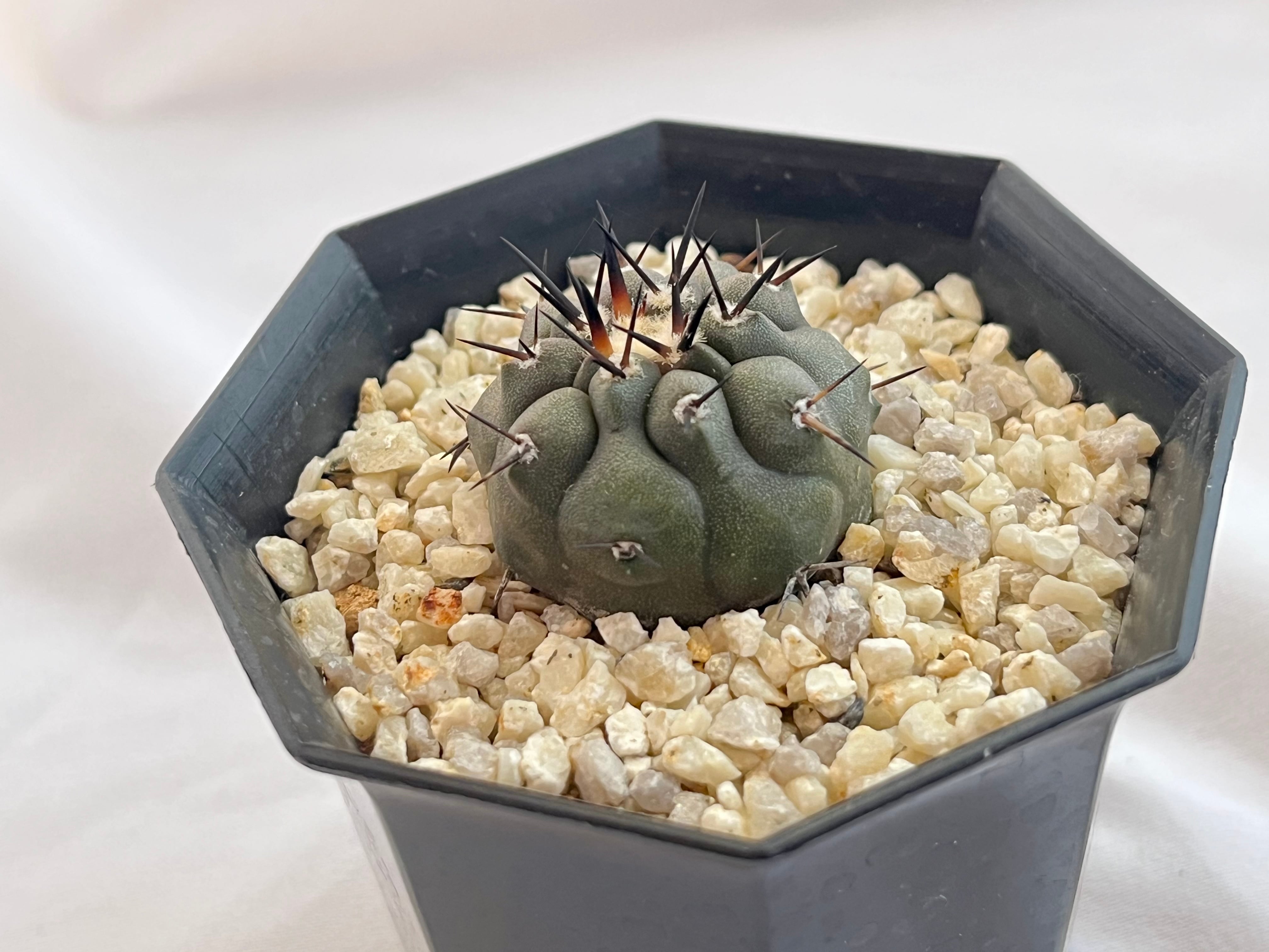 Copiapoa cinerea コピアポア シネレア 黒王丸 サボテン | plants MARU