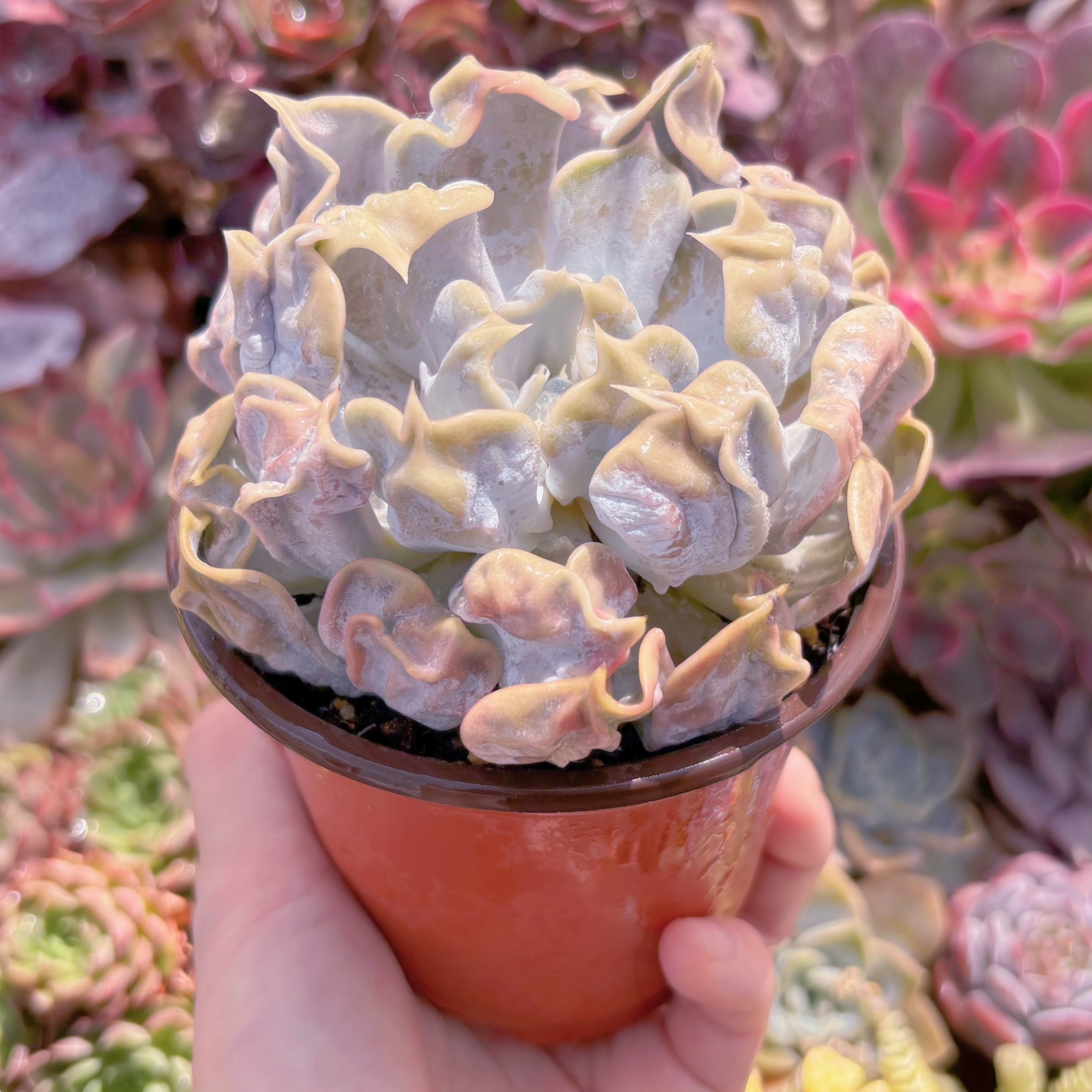 現品 スリラーパール#524 大苗 るる農園 | るる農園~多肉植物専門