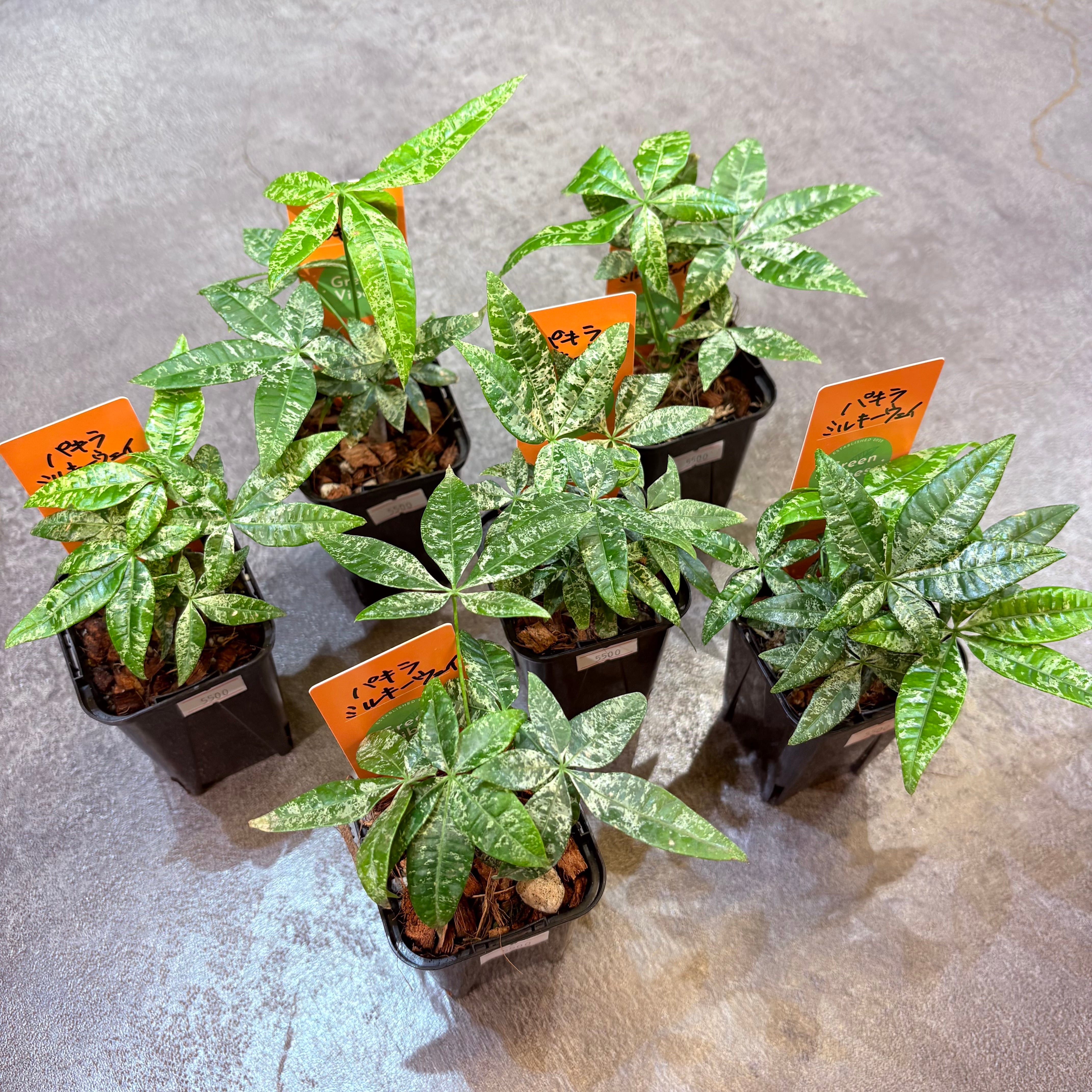 パキラ ミルキーウェイ実生 2.5号 | Green Vibes 宇都宮市の観葉植物専門店