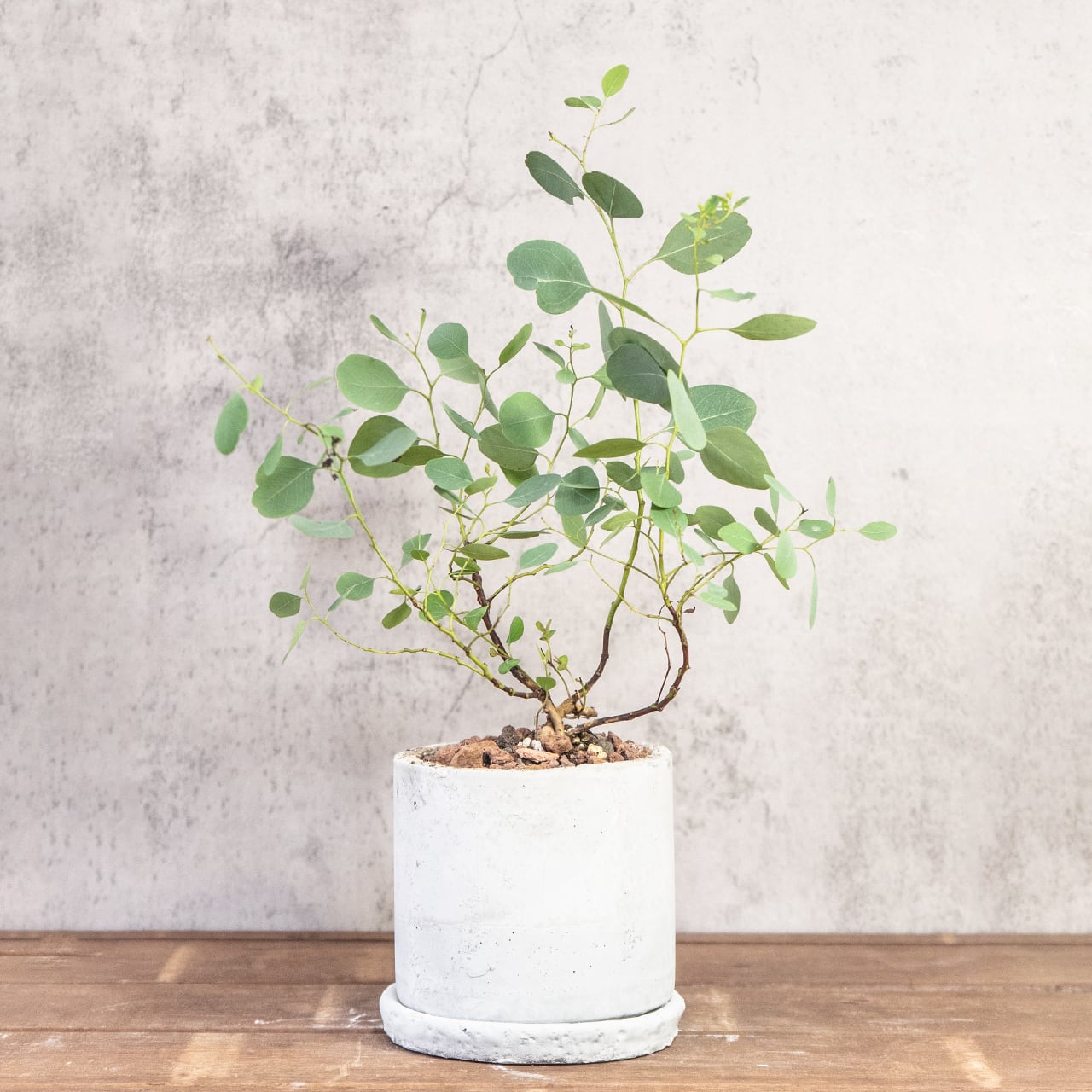 ユーカリ・ポポラス|自然な枝ぶりとやさしい葉色が魅力の爽やかインテリアグリーン【手づくりモルタル鉢】