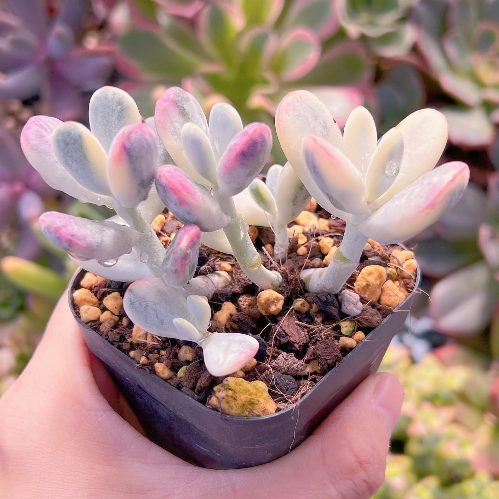 現品　達磨福娘錦#716   るる農園