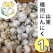 【種用にんにく】 山東にんにく　２０２５年秋植え付け分　M～Lサイズ混合　１kg分