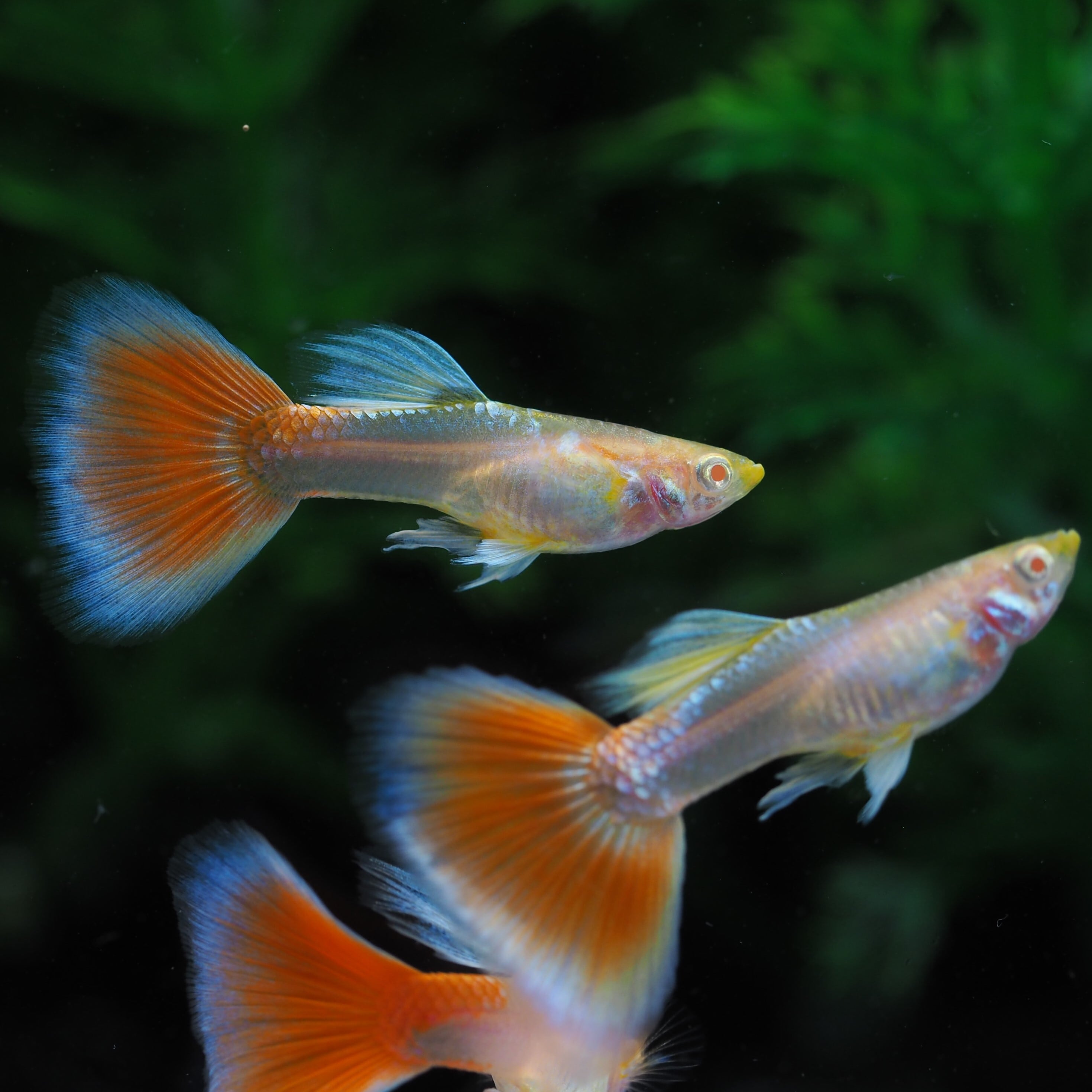 RREAアクアマリンレッドテールタキシード 若魚1ペア(国産グッピー