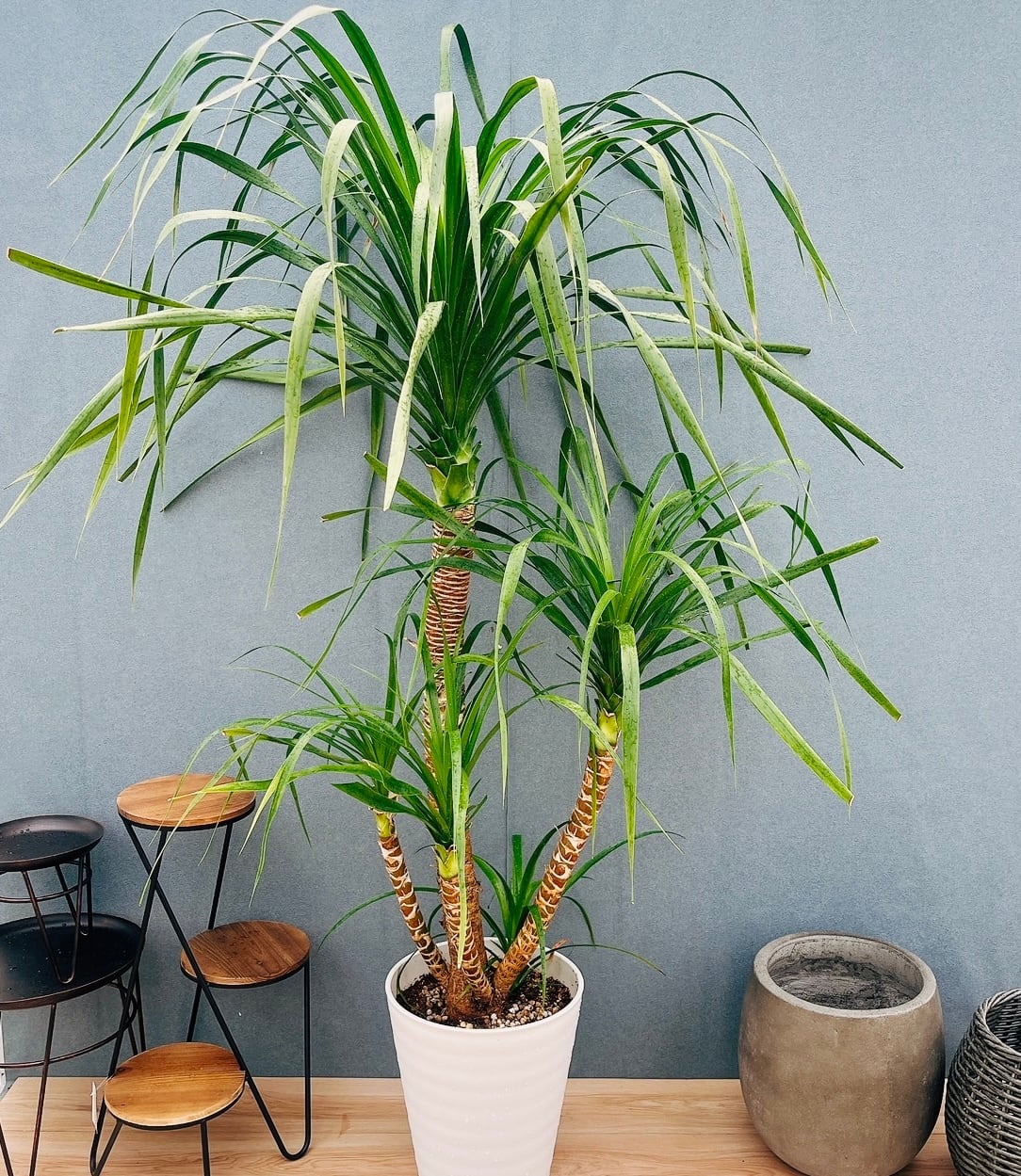 ［現品］【希少】1番　キンモウコウ　7号　観葉植物　レア　室内　タカワラビ 現品］【希少】1番 キンモウコウ 7号 観葉植物 レア 室内 希少