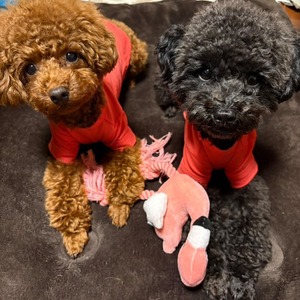 i DOG フラミンゴ　鳴き笛入りアイドッグ　　　14808