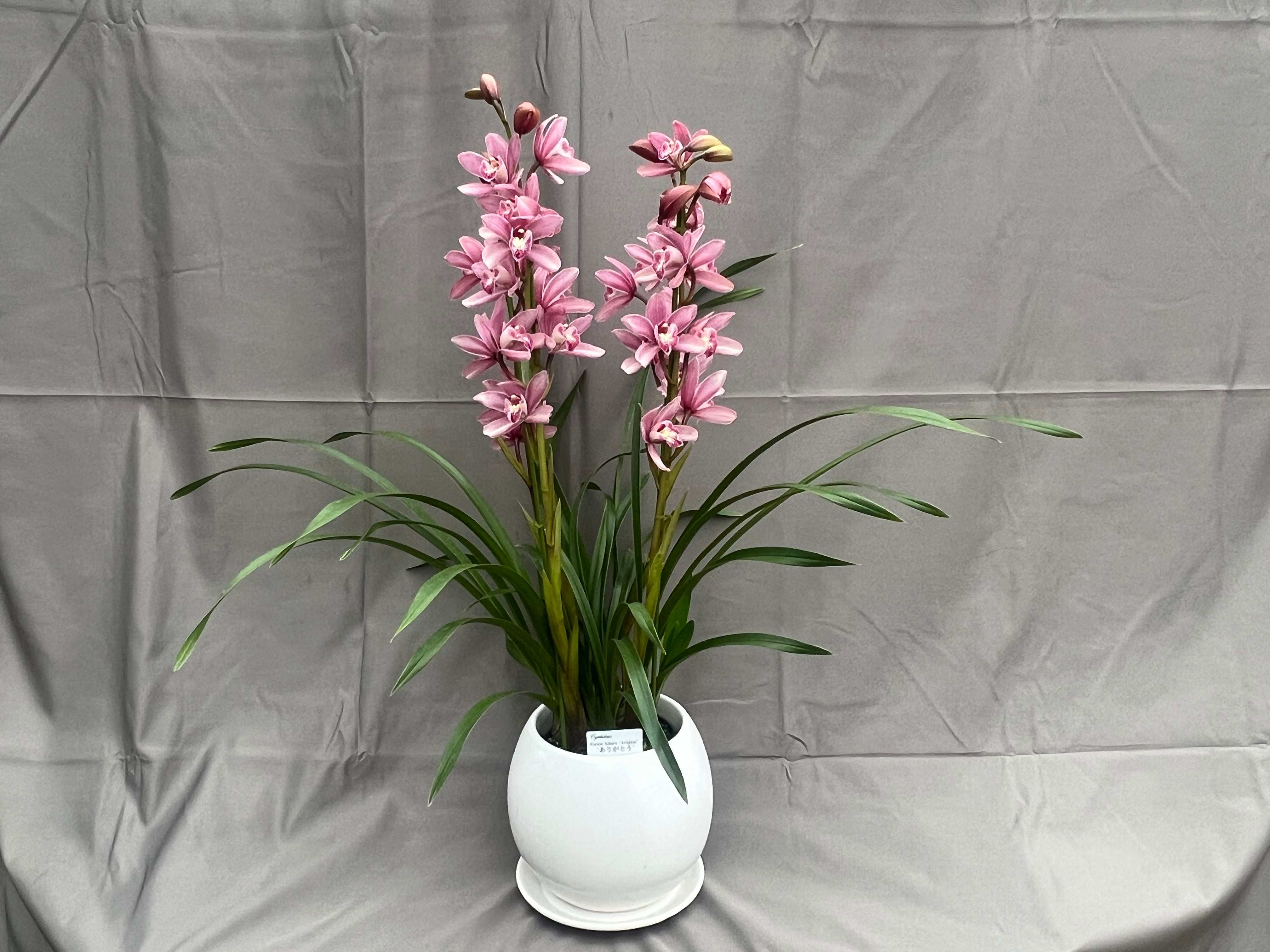 シンビジューム プレアデス 6本立 品質抜群 極上品 レア