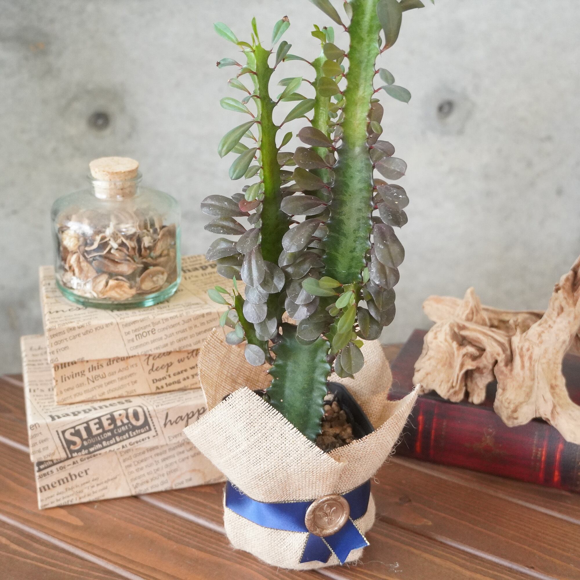 かっこいい模様！ユーフォルビア トリゴナ赤斑◇ギフト グリーン 多肉