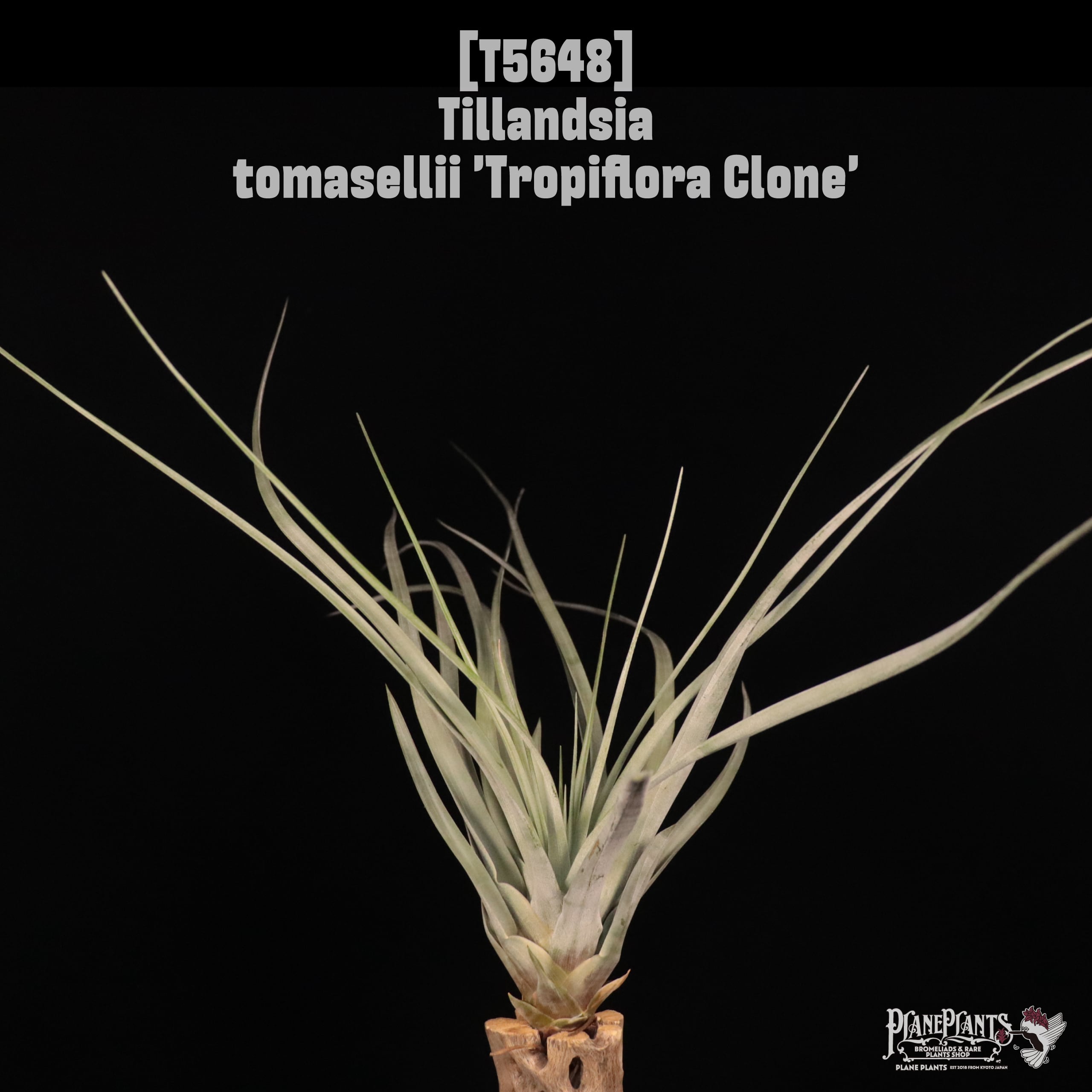 □ IN STOCK [販売中商品] | plane plants