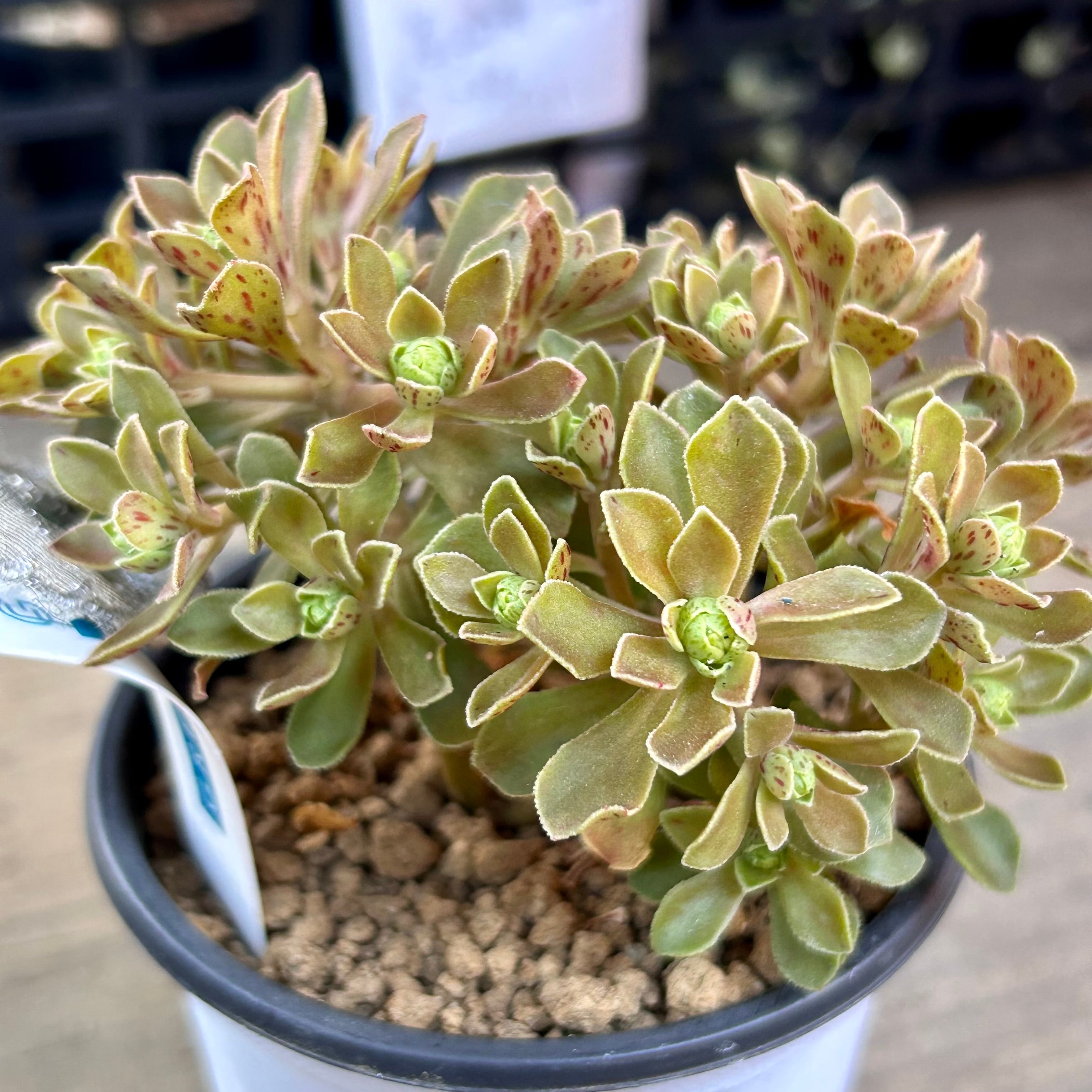 多肉植物 アエオニウム チョコチップ B