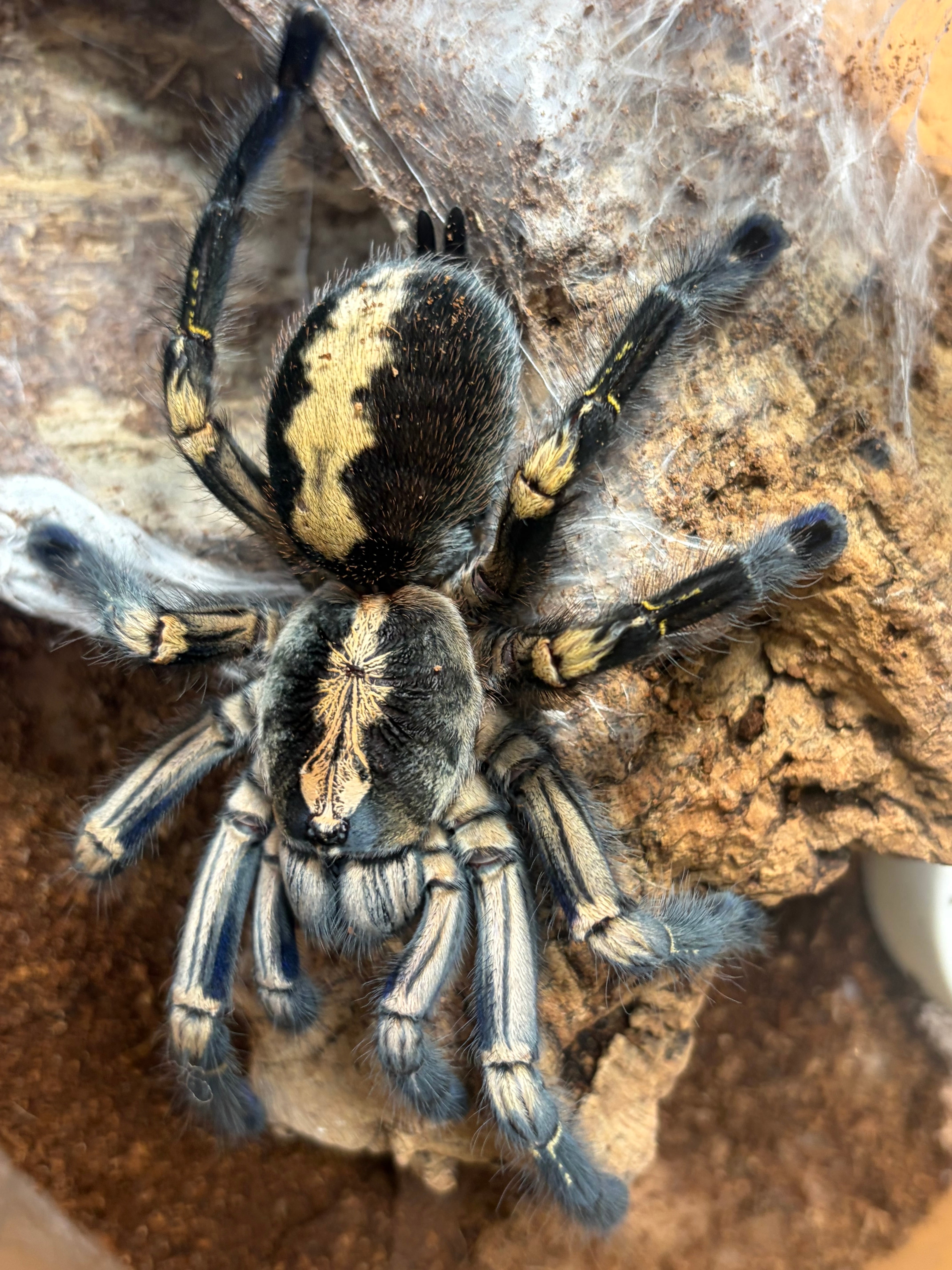 Poecilotheria | オモニキチュウ