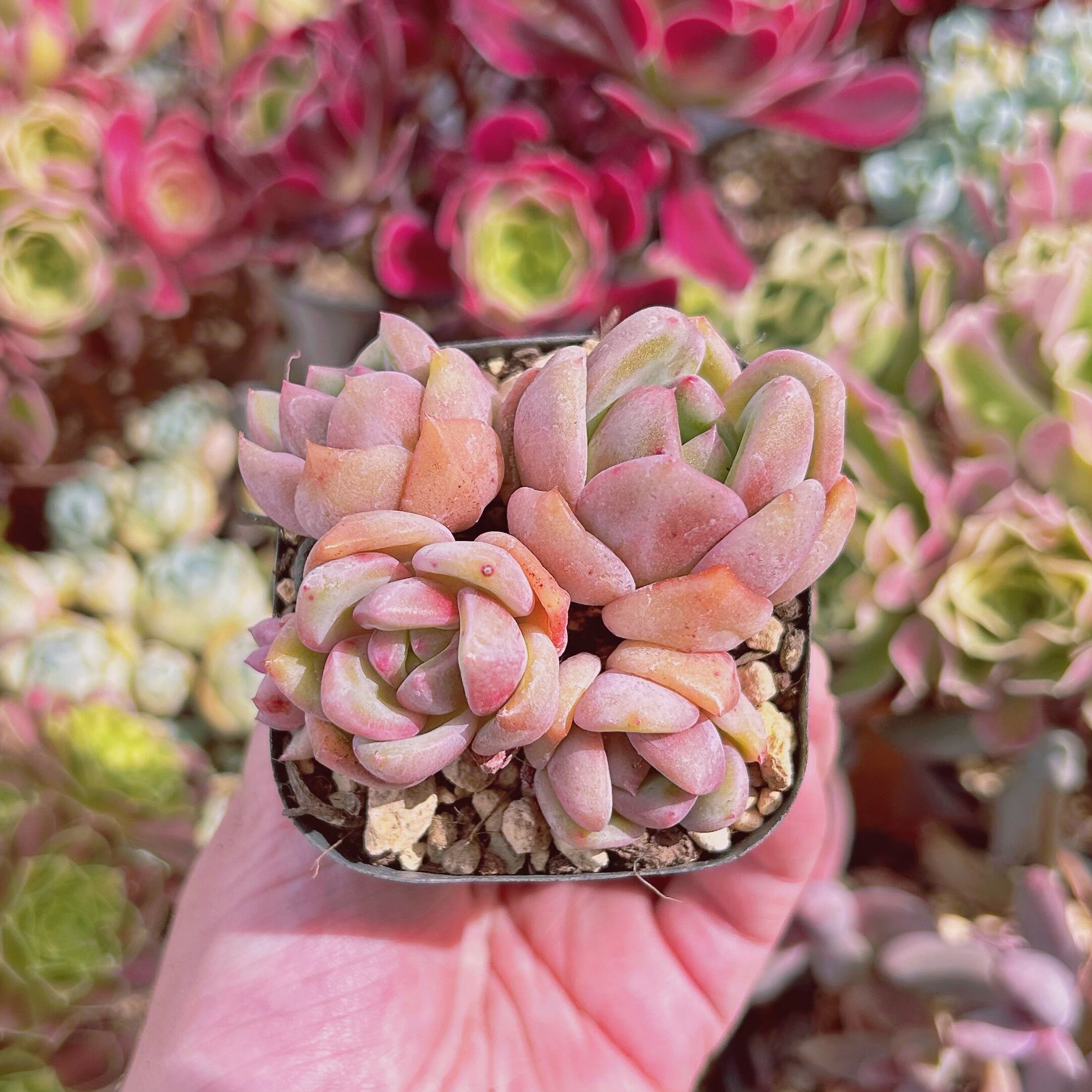 【34.ピンクシャネル＊多肉植物販売会】 現物 多肉植物 シャネル 抜き苗 | るる農園~多肉植物専門