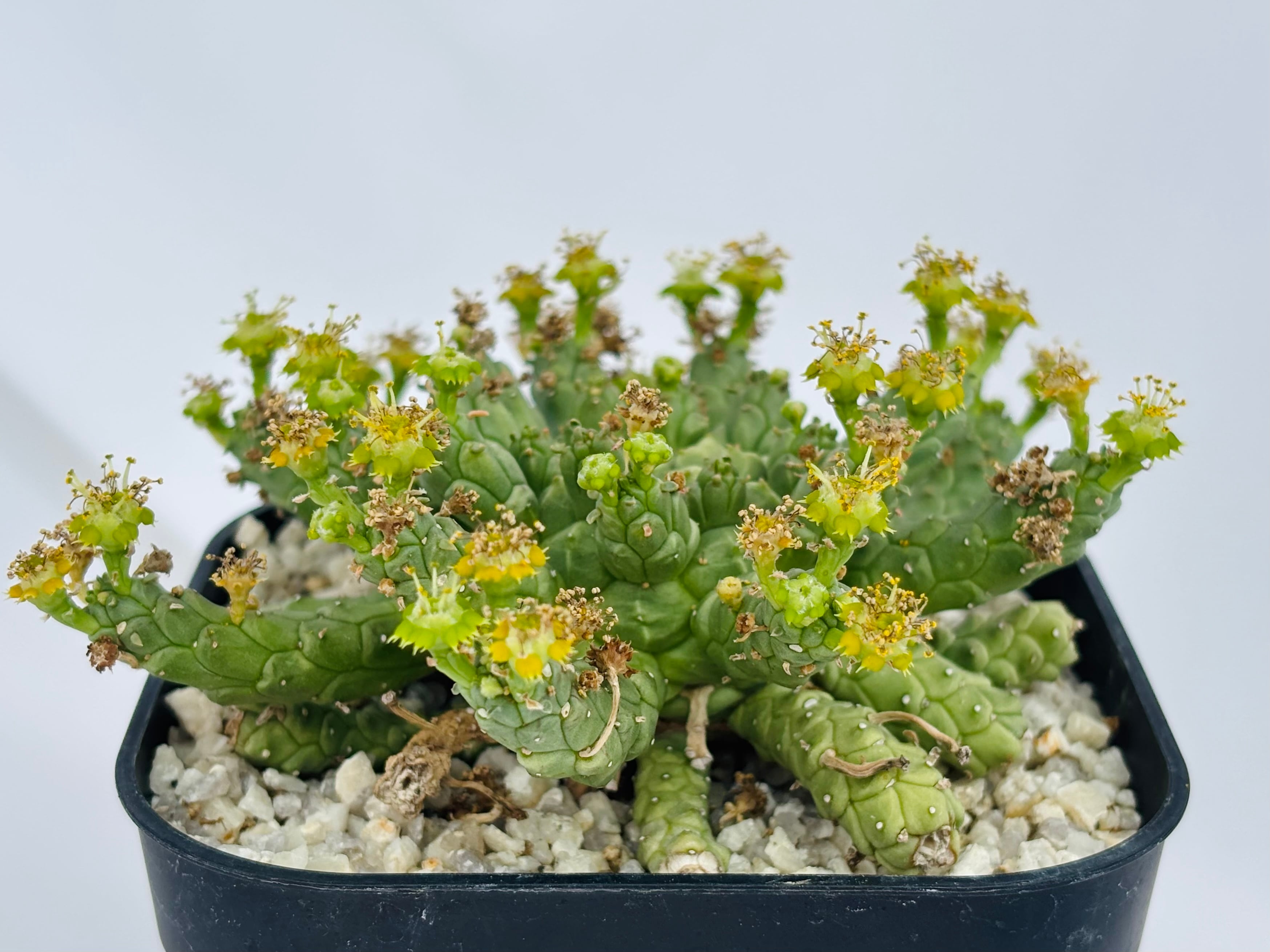 Euphorbia gorgonis ユーフォルビア ゴルゴニス 多肉植物