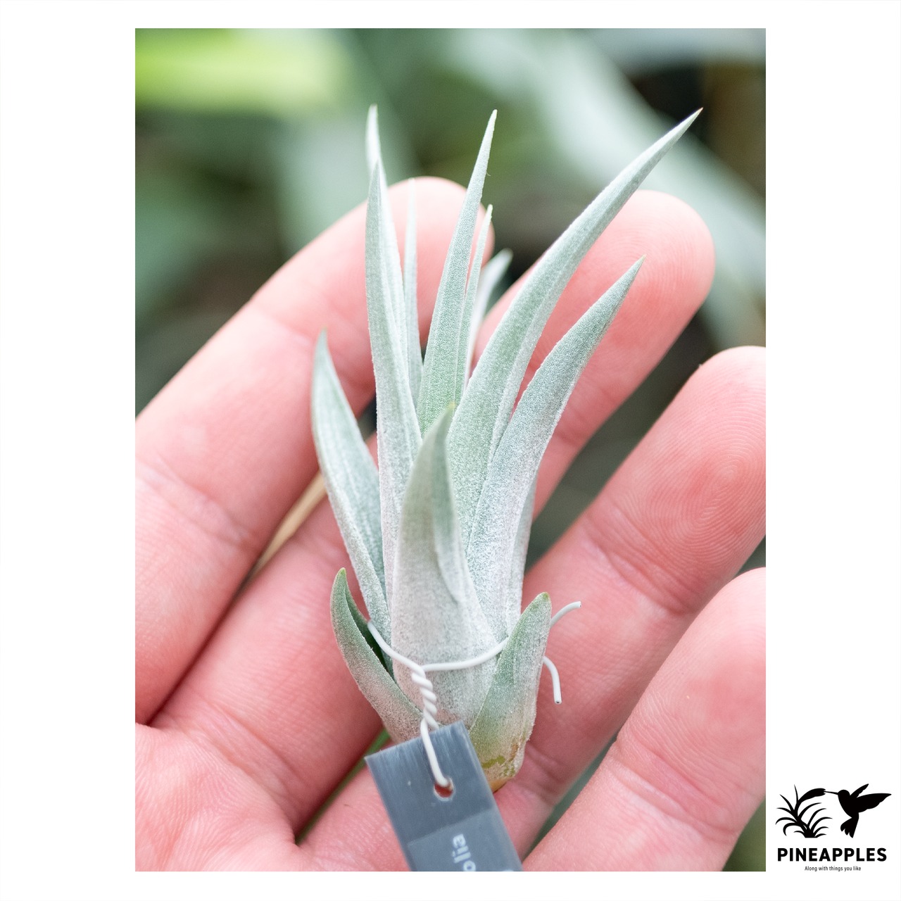 Tillandsia stricta var. albifolia (White Flower) - 1