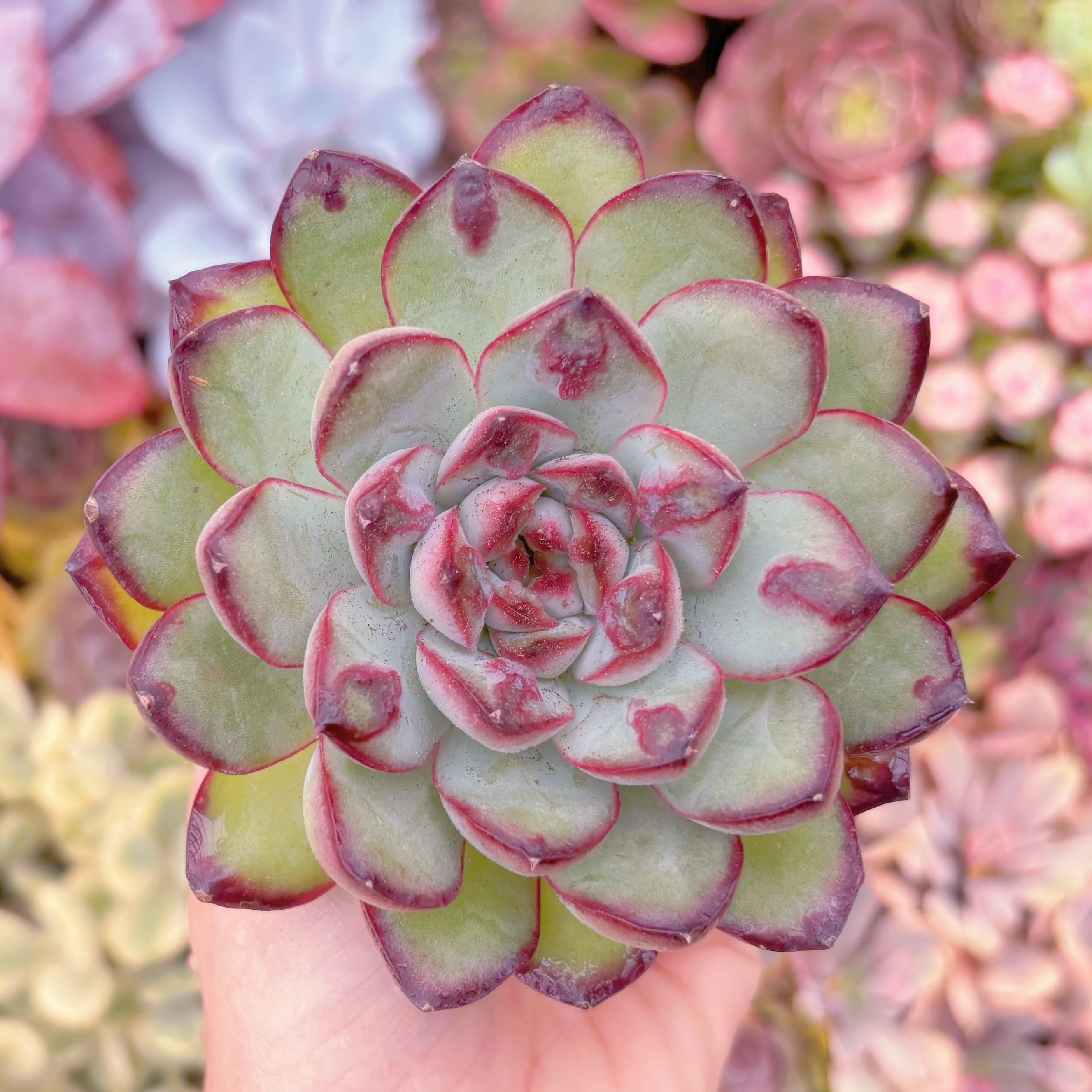 現品　レッドエッジ#289　るる農園