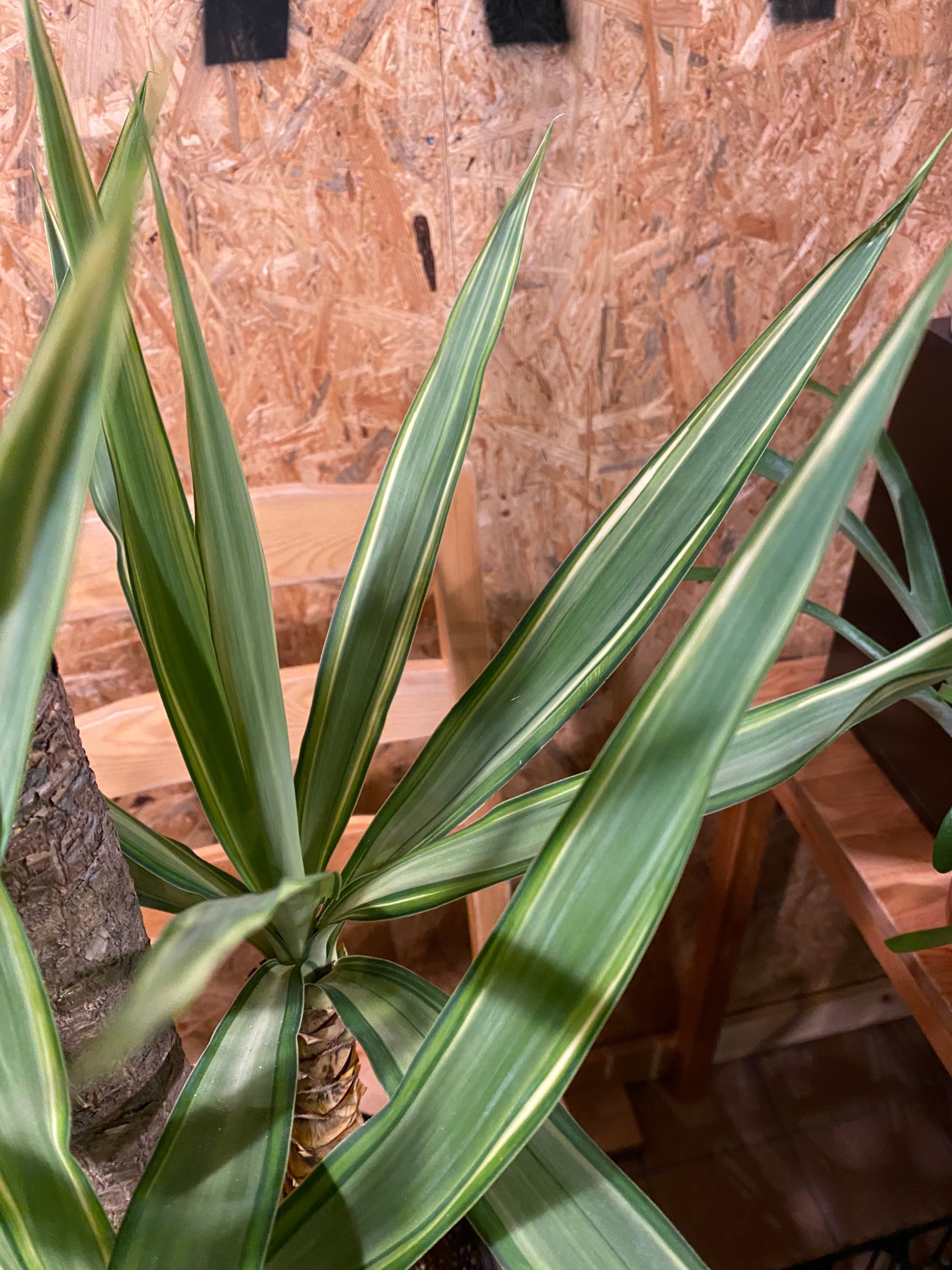 ユッカ ”エレファンティペス” 斑入り 8号 H155cm W50cm 口径24cm