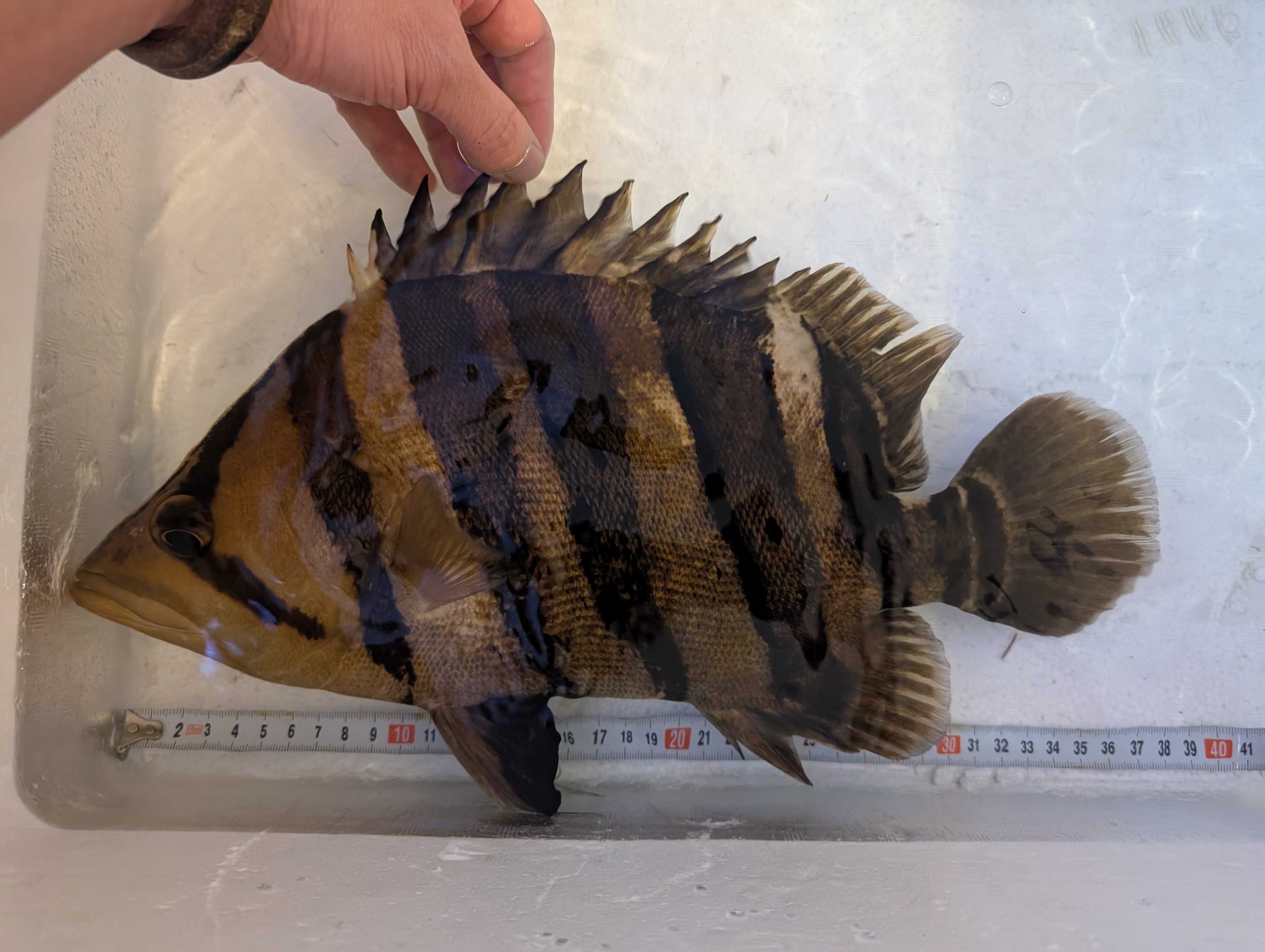 5c64178725643e010ed4f216a00c41