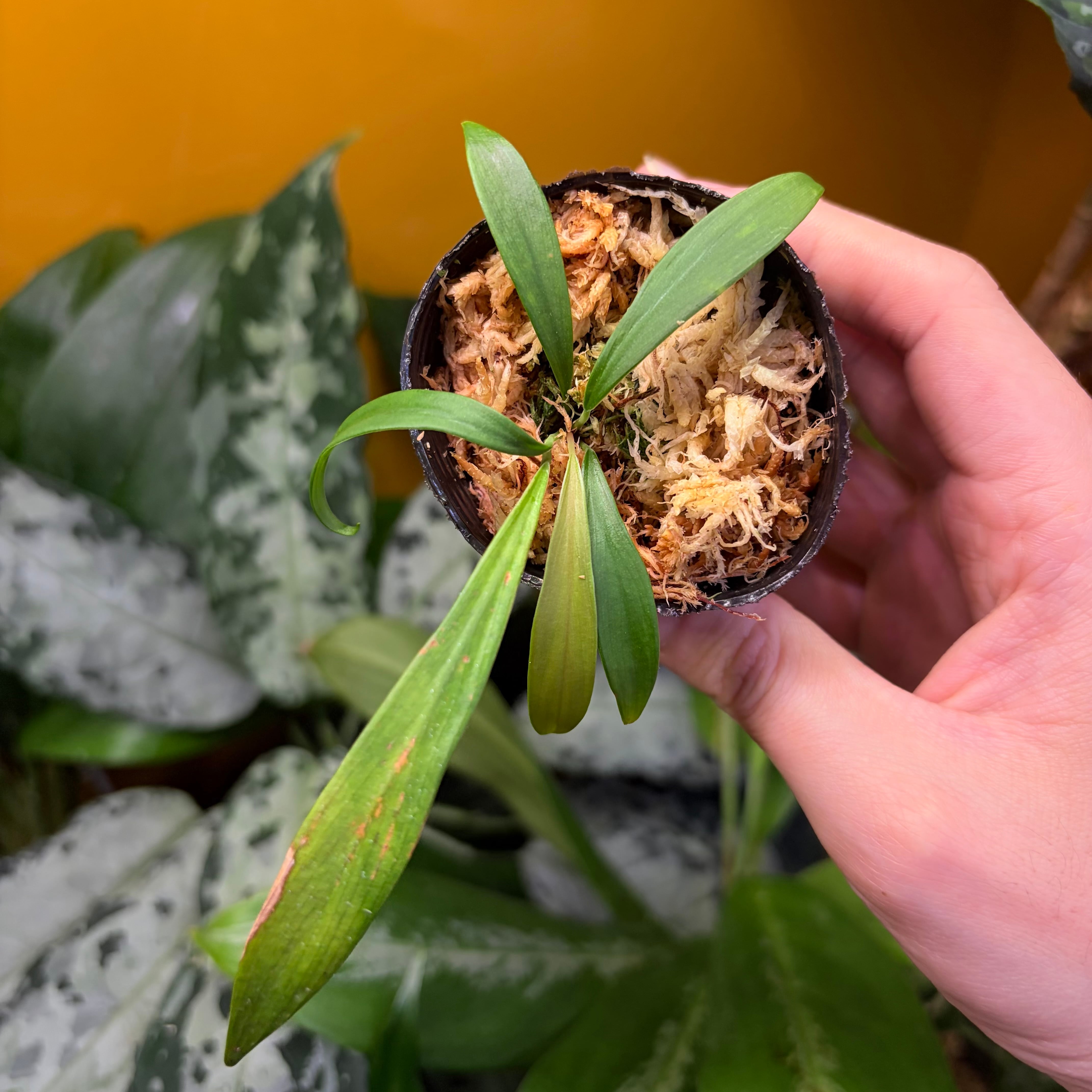 熱帯雨林植物専門店 トイ吉園芸