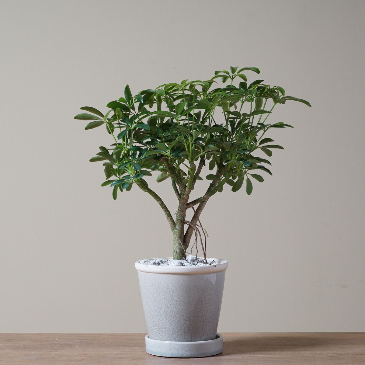 シェフレラ ホンコンカポック コンパクタ Ayanas アヤナス 観葉植物のセレクトショップ 通販