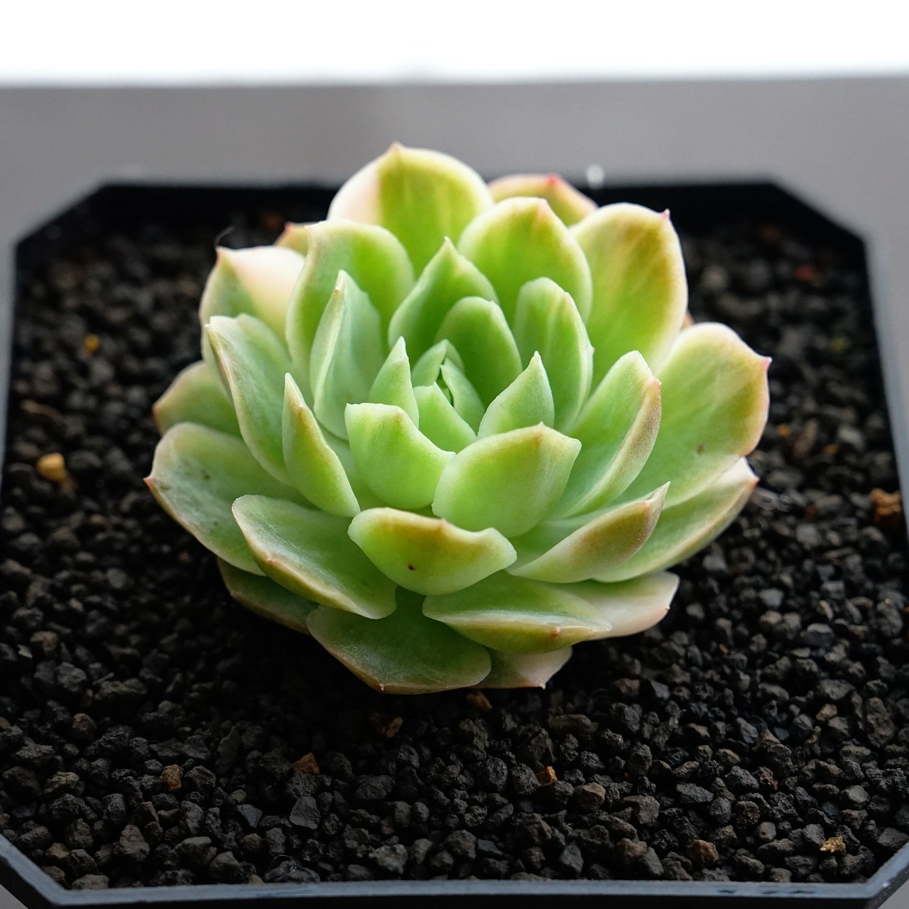 カット苗 静月錦 【日本初上陸？】 Echeveria 'Seigetsu Nishiki'