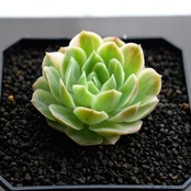 カット苗 静月錦 【日本初上陸？】 Echeveria 'Seigetsu Nishiki'