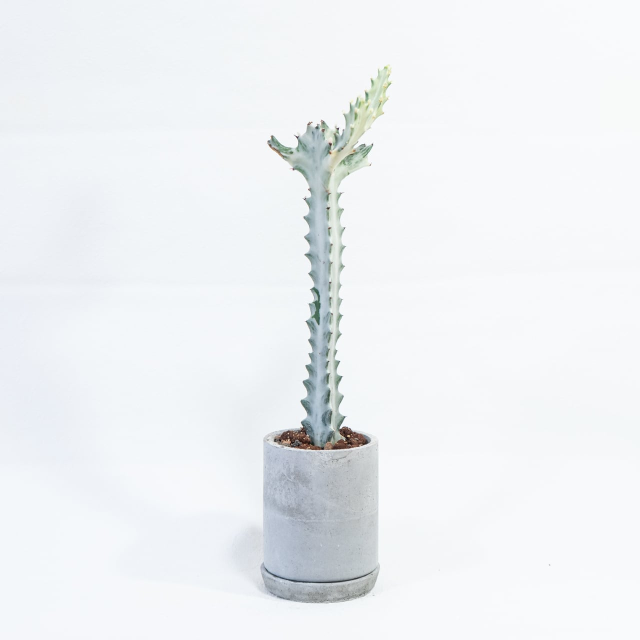 ホワイトゴースト 白肌の幹が幻想的 ザラっと質感のモルタル鉢で引き立つ個性派植物