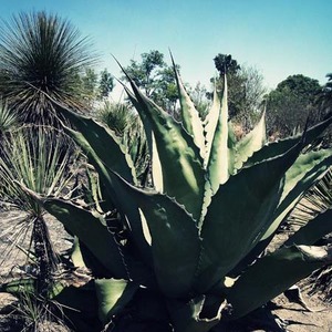 Agave ferox / B2 poster