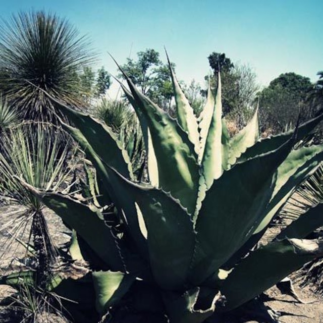 Agave ferox / B2 poster