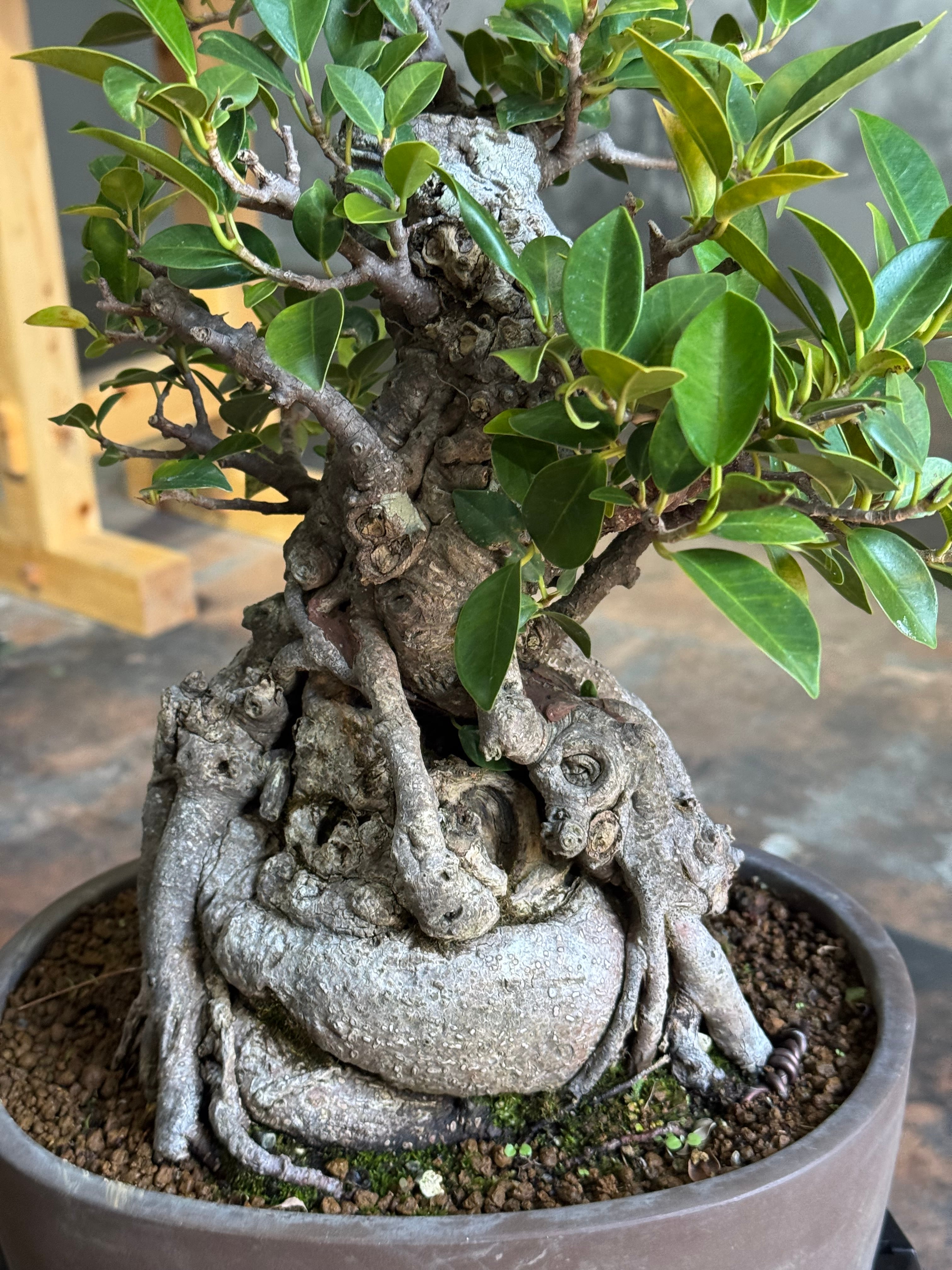 圧倒的な古木】Ficus microcarpa ガジュマル【琉球盆栽】 | 青坊主
