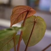 Anthurium. SKG Pink Lemonade × A.Zara Michelle⑤ / アンスリウム ピンクレモネード × ザラ ミシェル