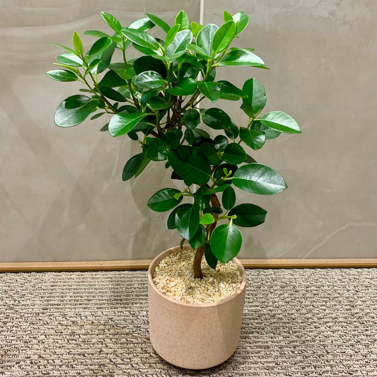 一点もの【フランス・ゴム】|観葉植物|ゴムの木|ゴムノキ 一点もの【フランス・ゴム】|観葉植物|ゴムの木|ゴムノキ